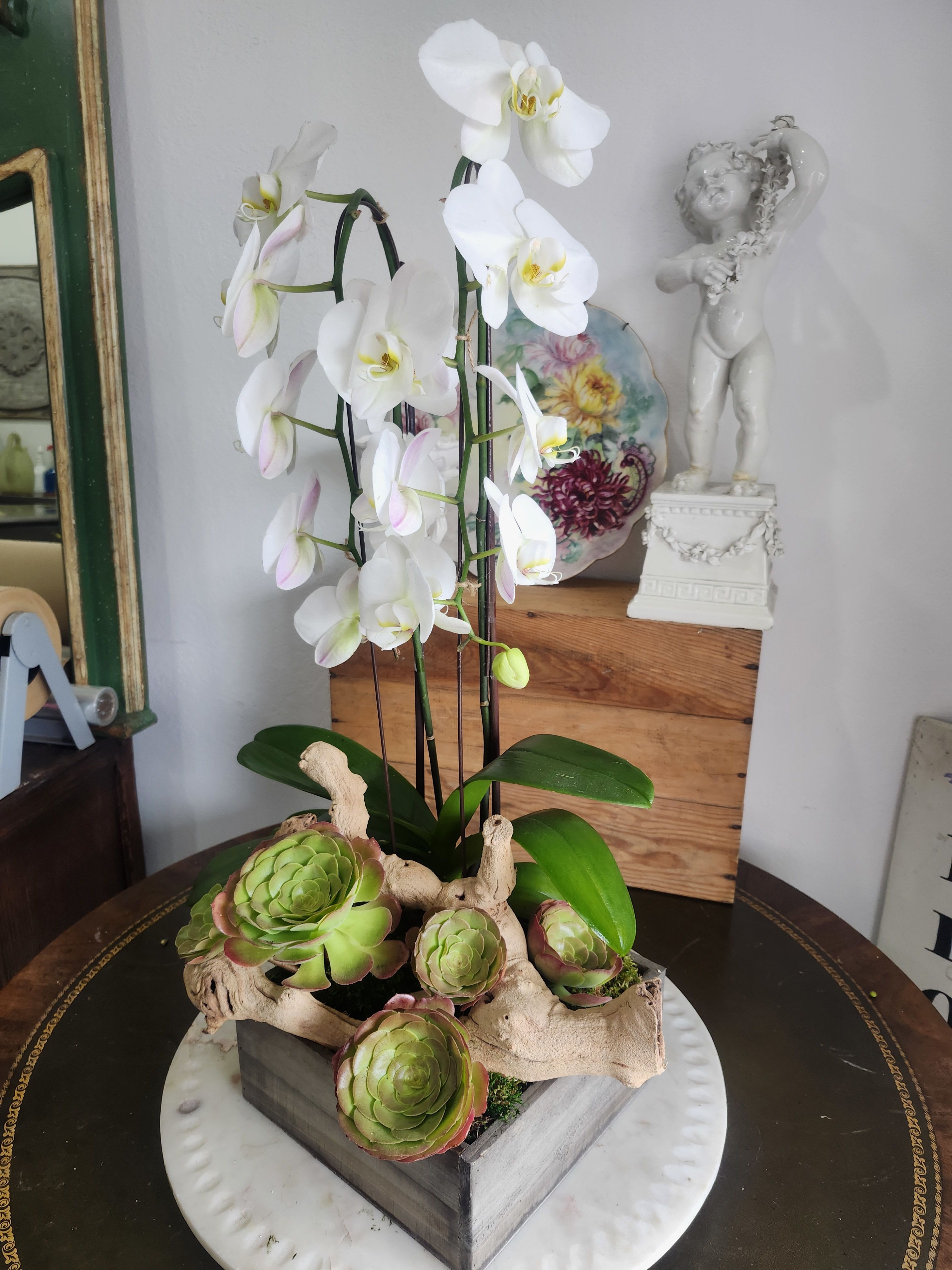 Orchid Succulent Box