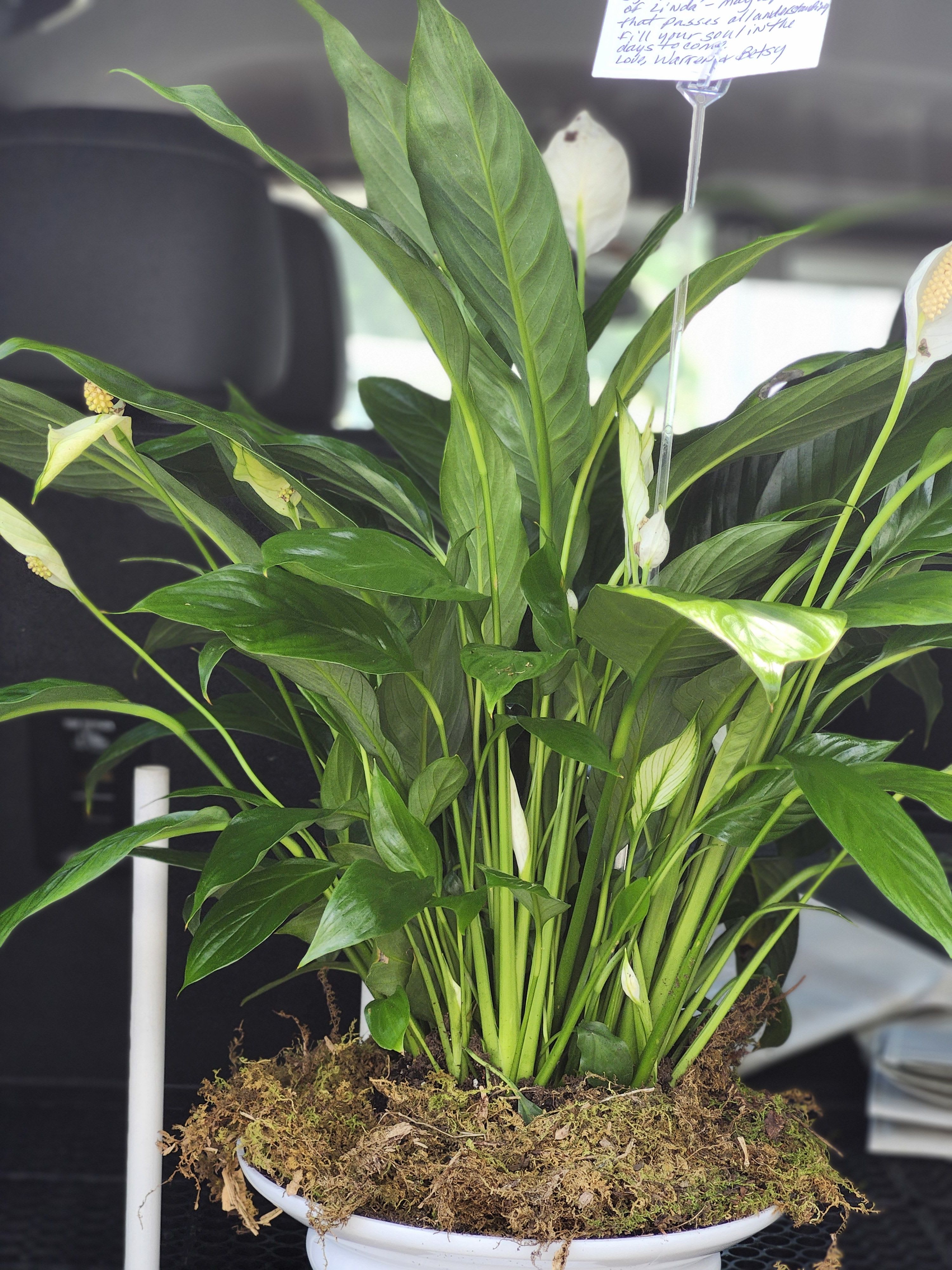 Spathiphyllum Plant by BloomNation™
