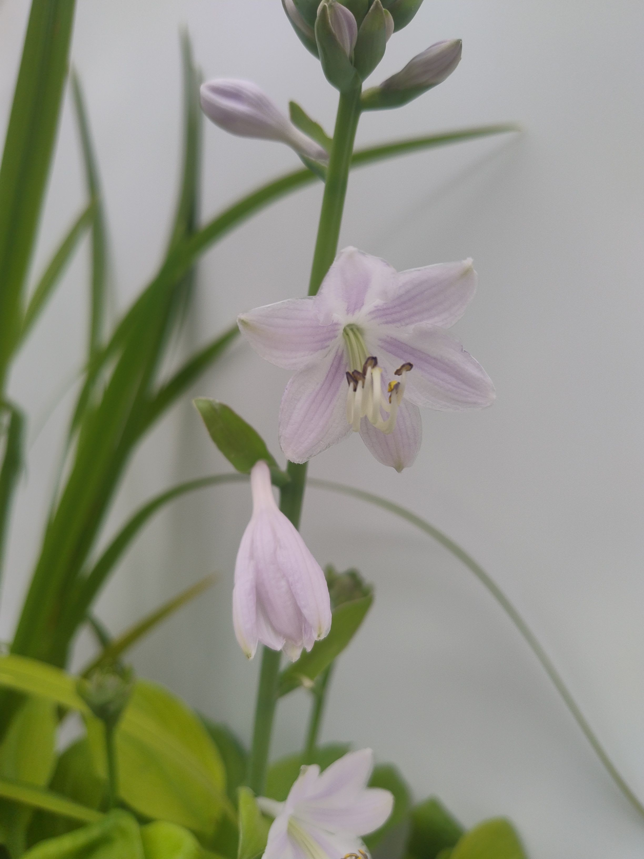 Get in the Garden - Perennials