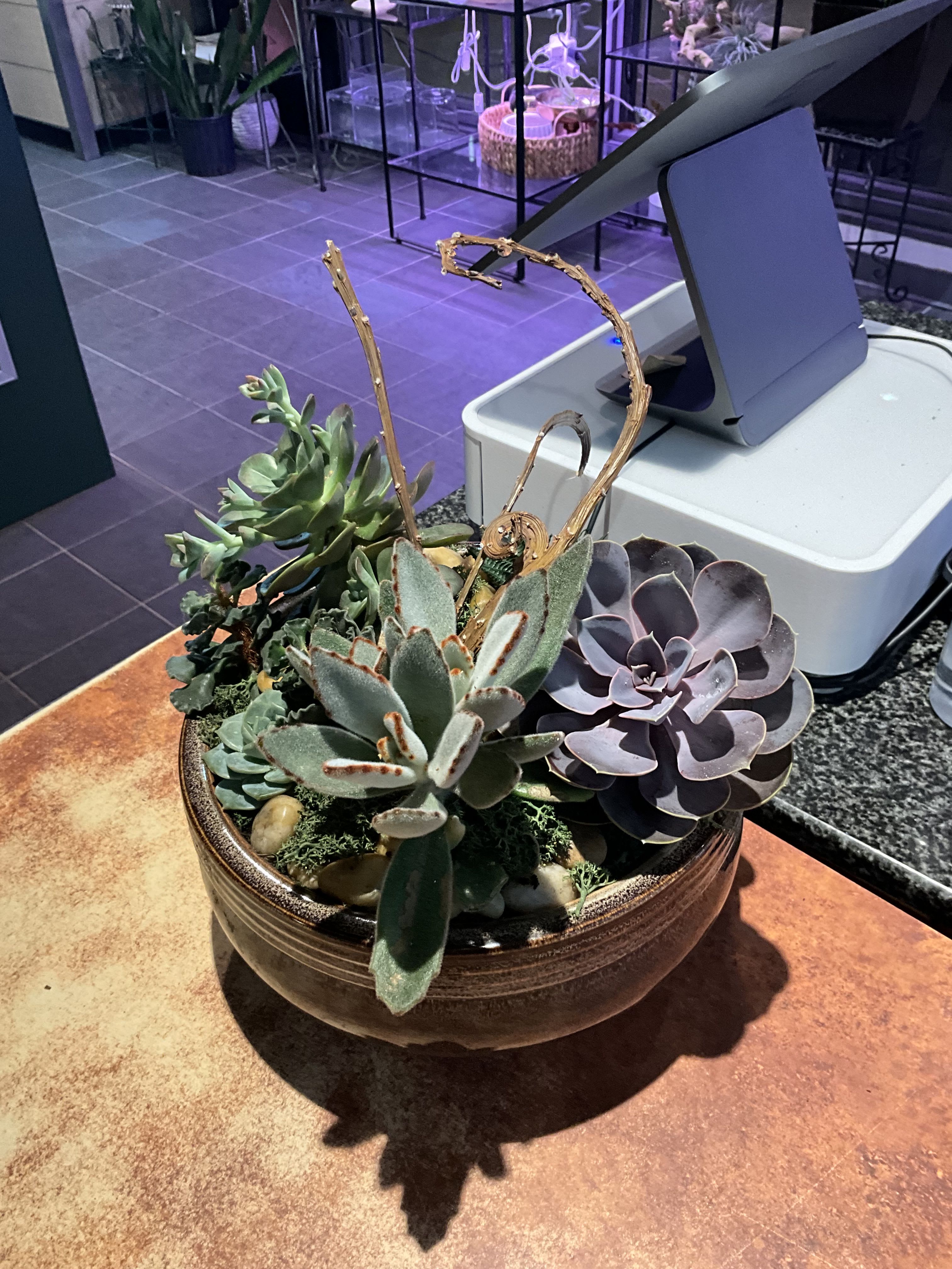 Succulent Garden