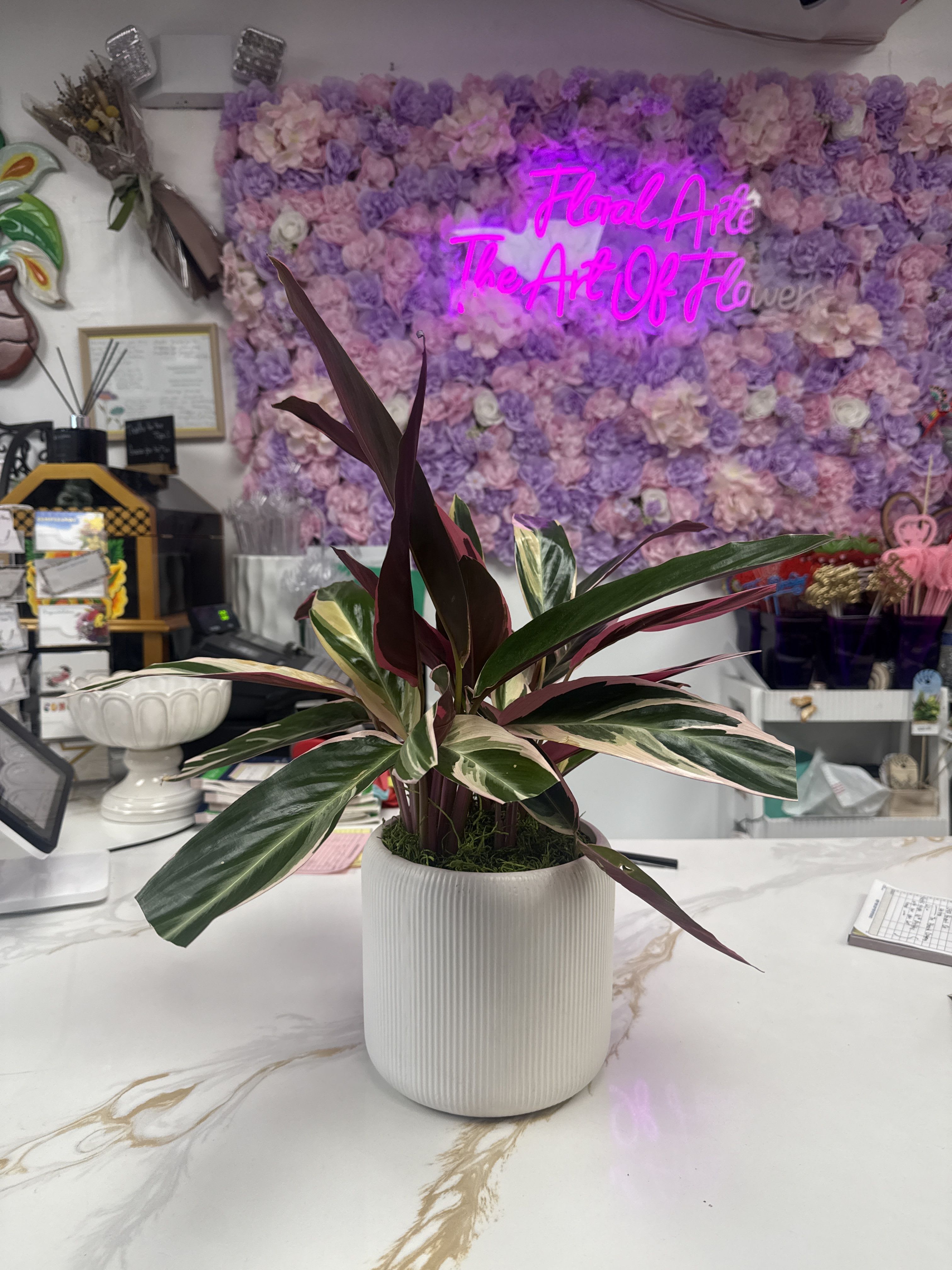 Calathea Stromanthe Triostar
