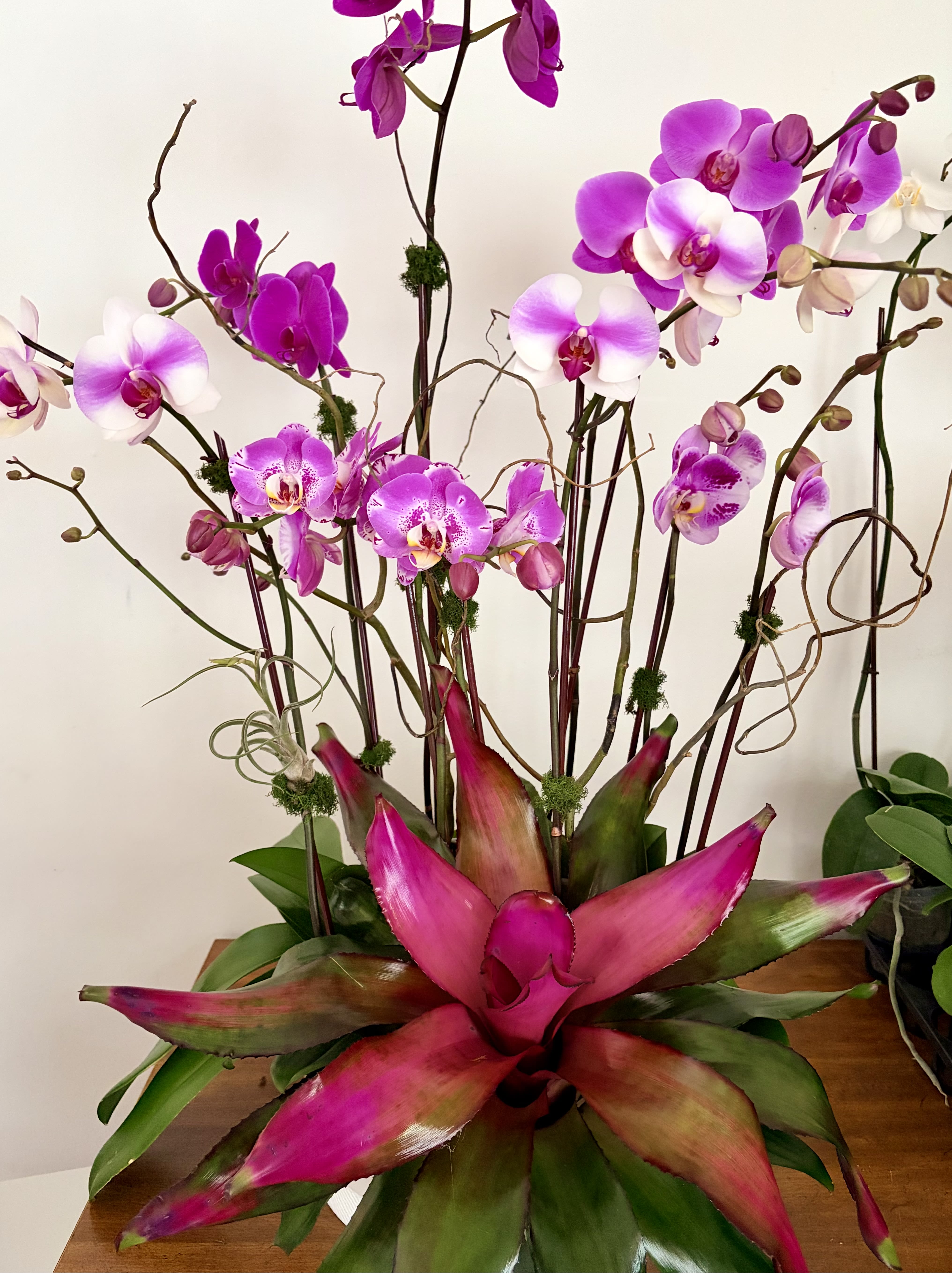 Orchid opulence