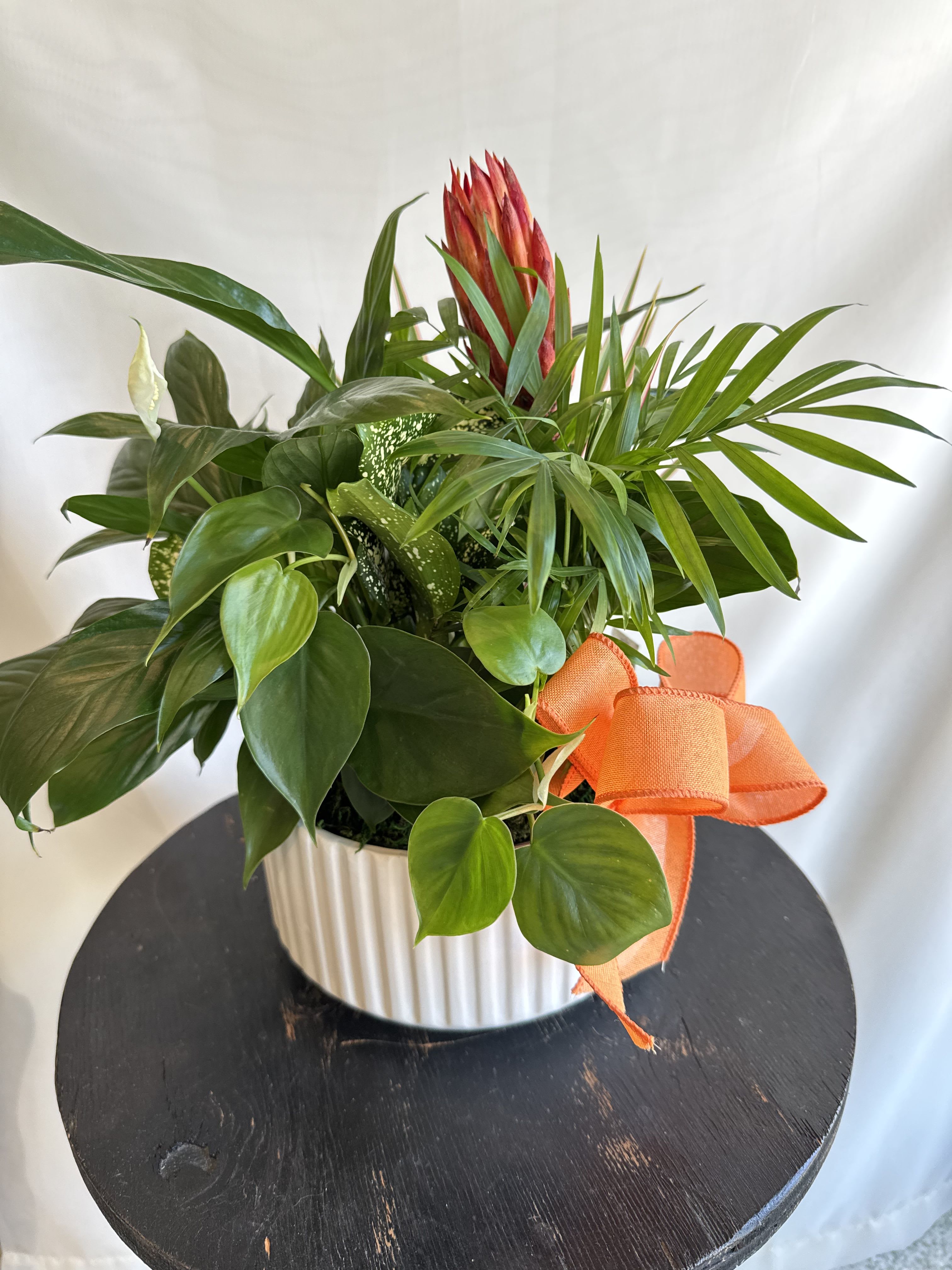 Fresh Plants