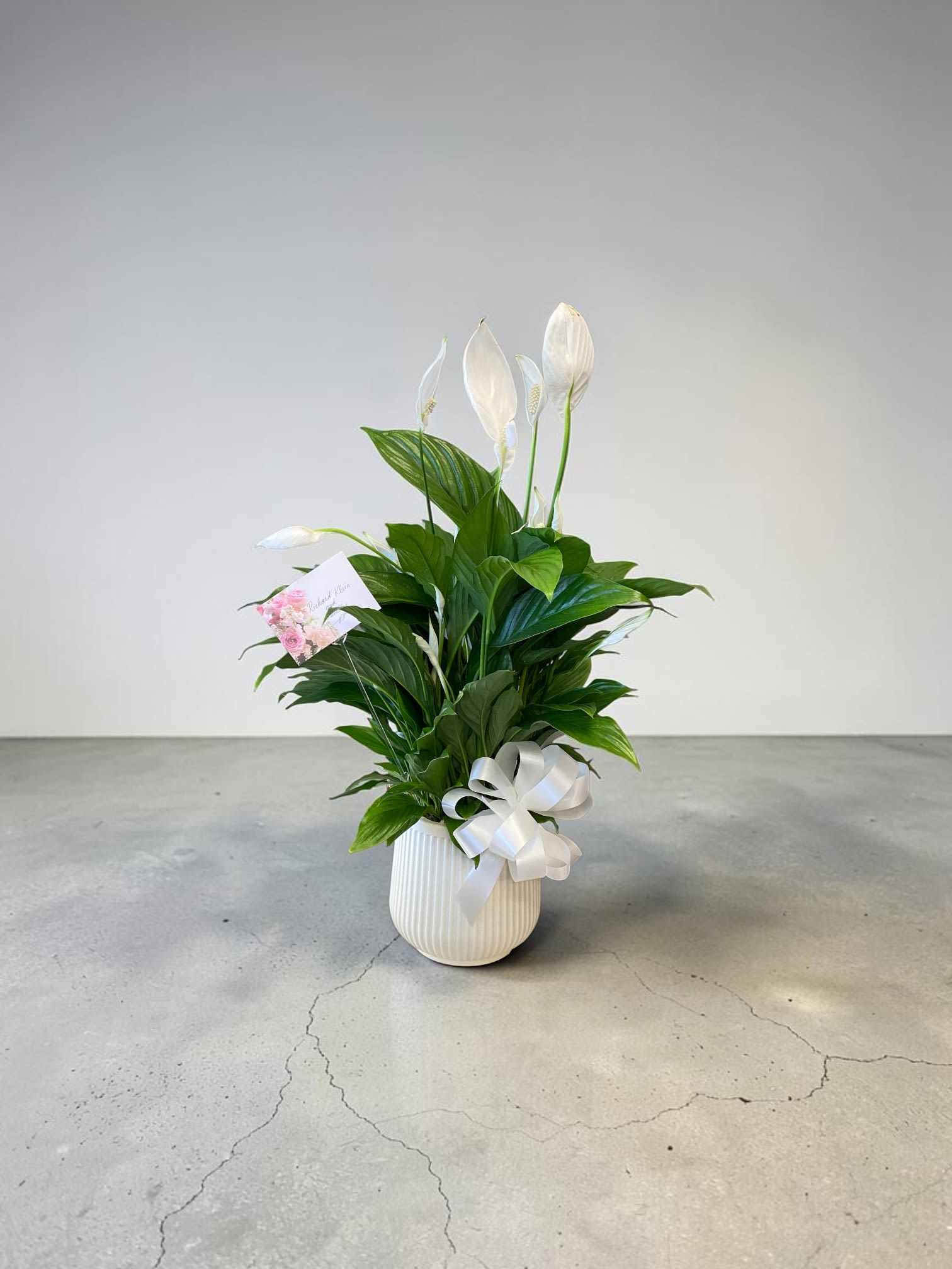Modern Spathiphyllum Plant by BloomNation™