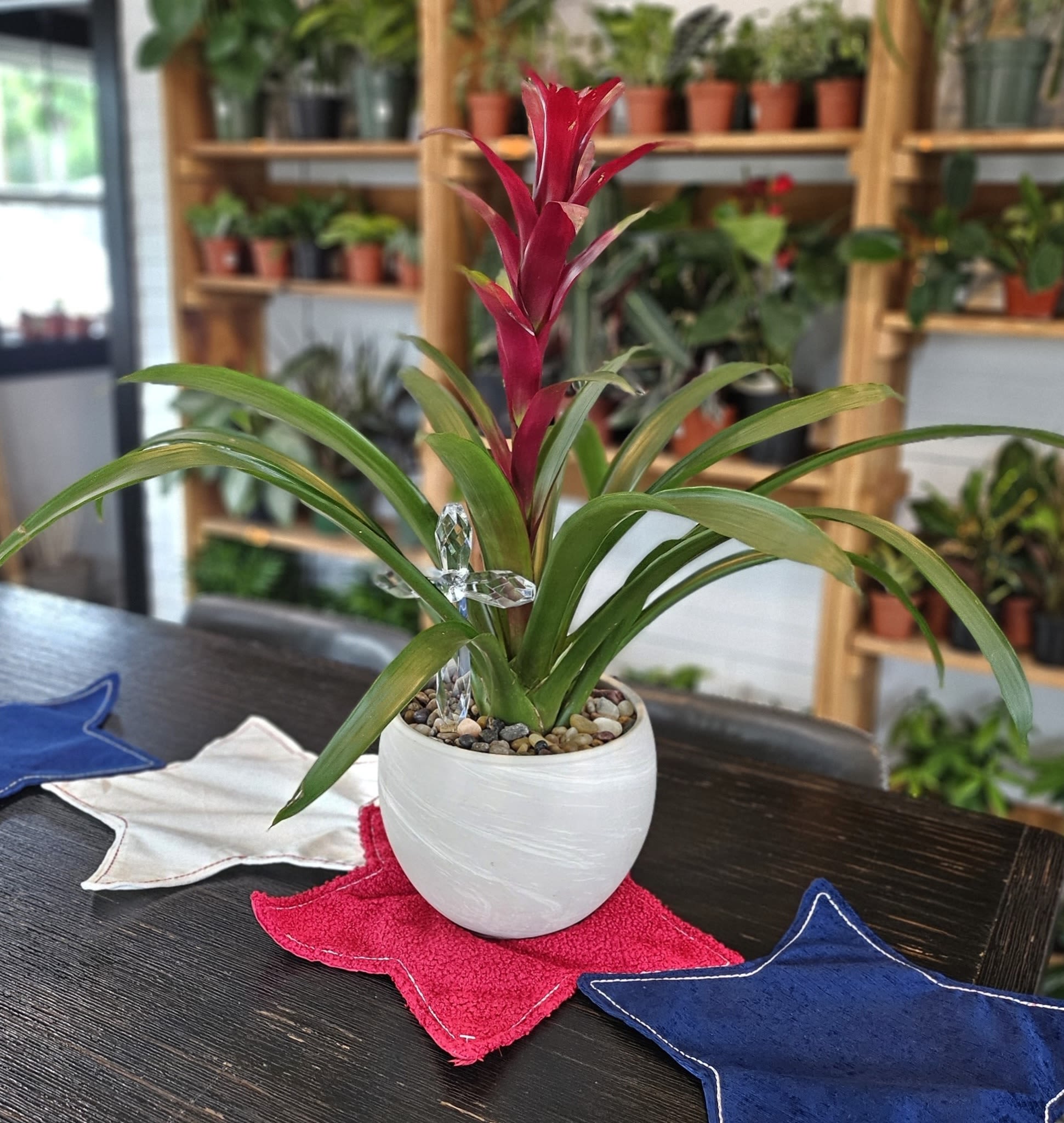 Bromeliad