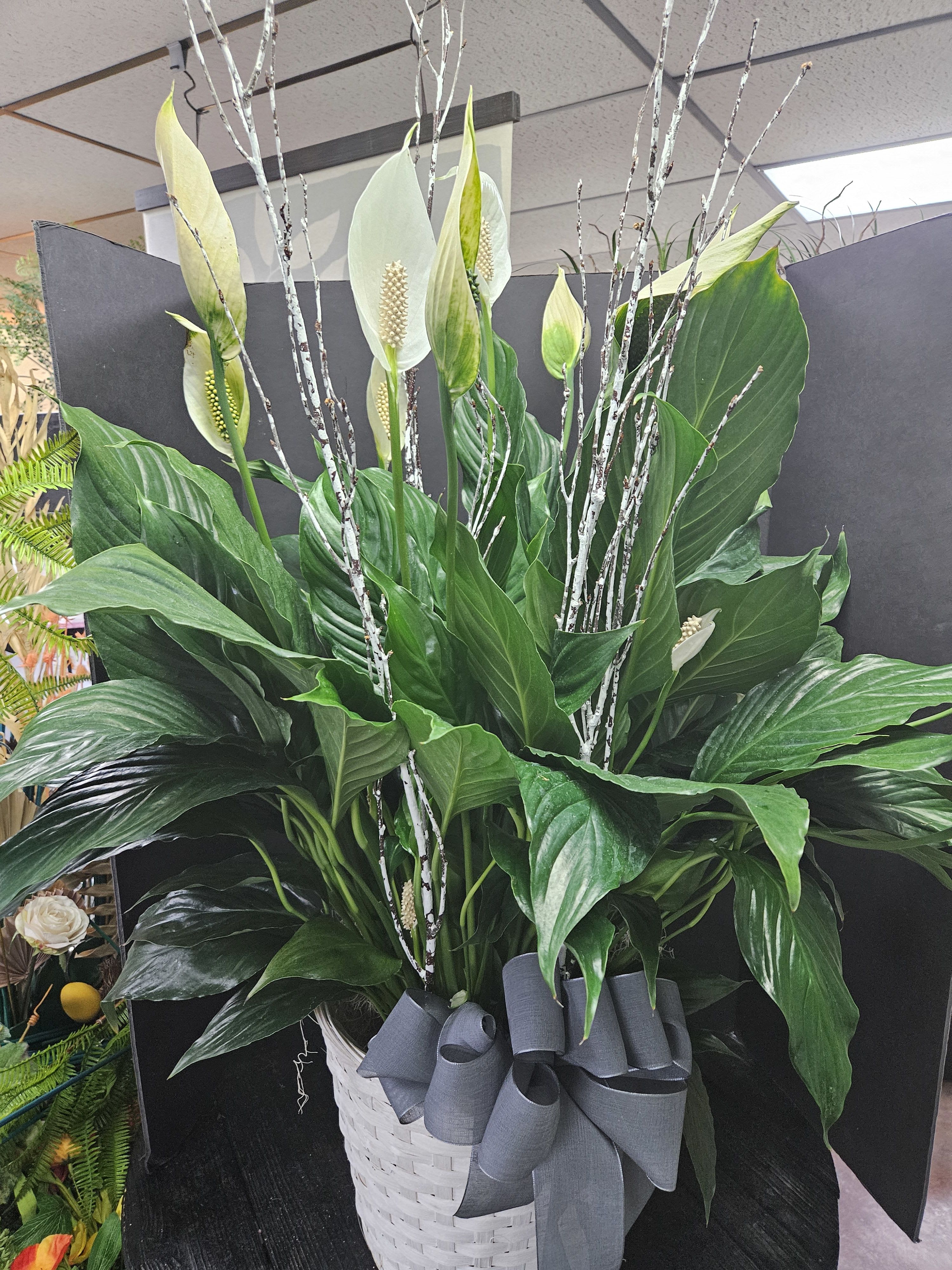 Simply Elegant Spathiphyllum - Medium