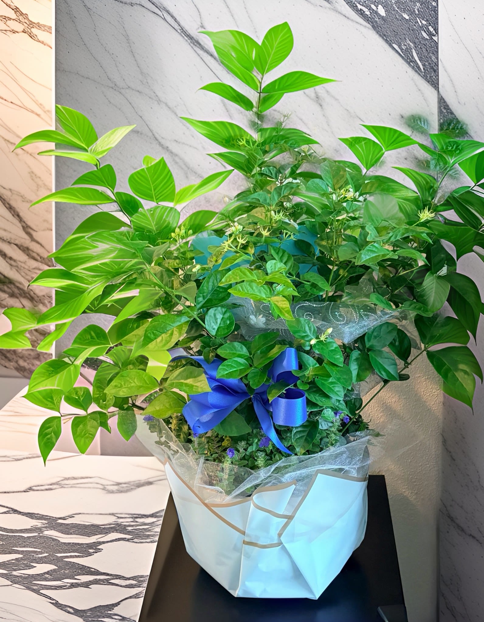Beautiful Hydrangea Plant, Pink or Blues, St Augustine Plant Delivery
