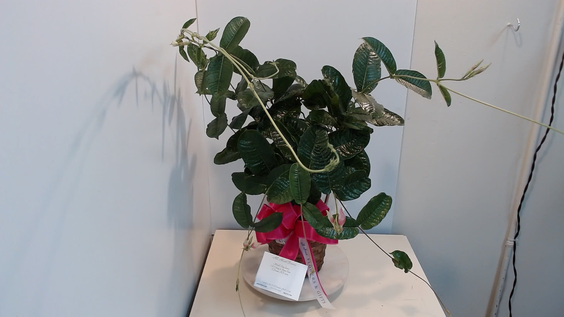 Azalea Plant 