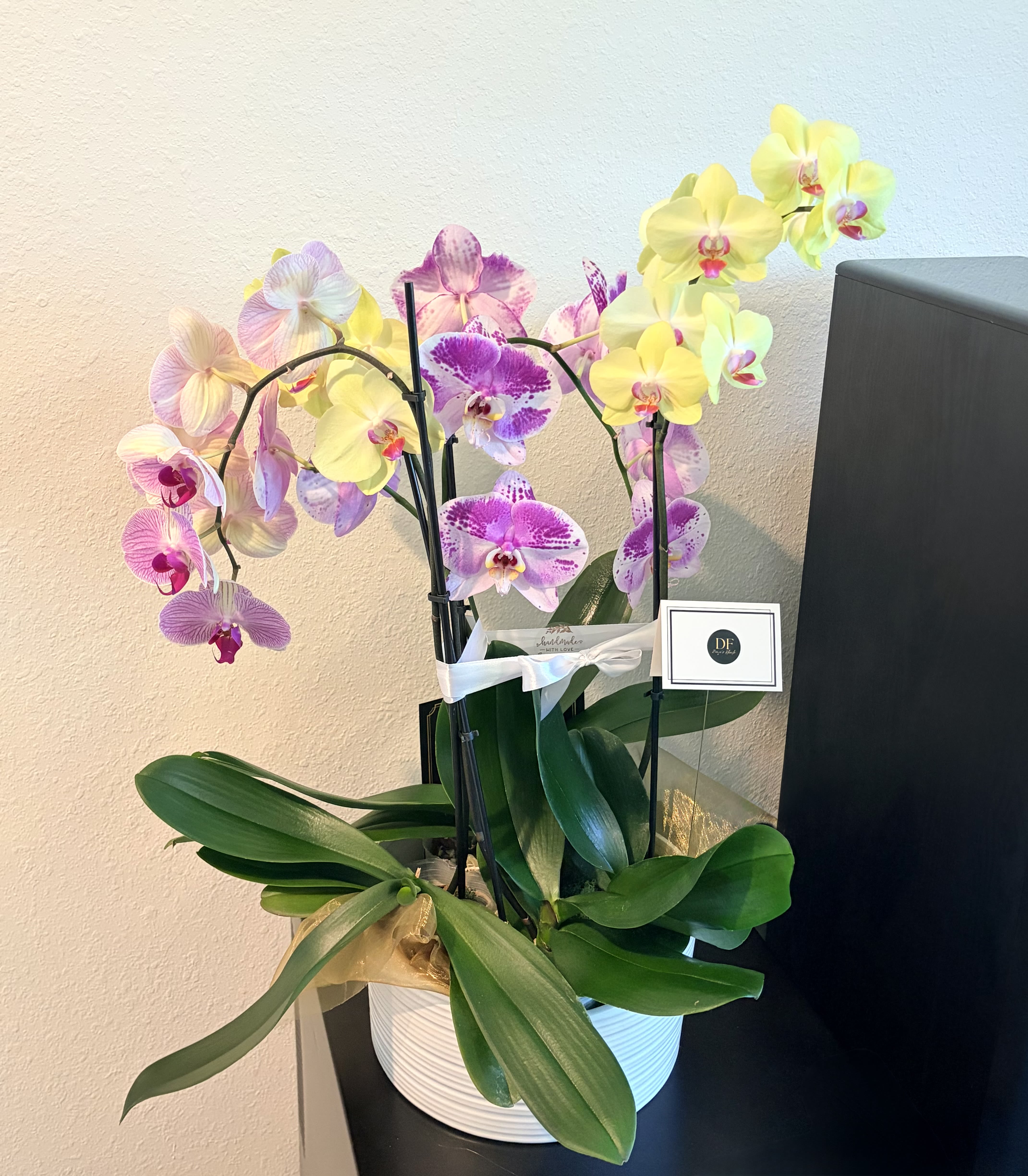 Brightest Day Orchid
