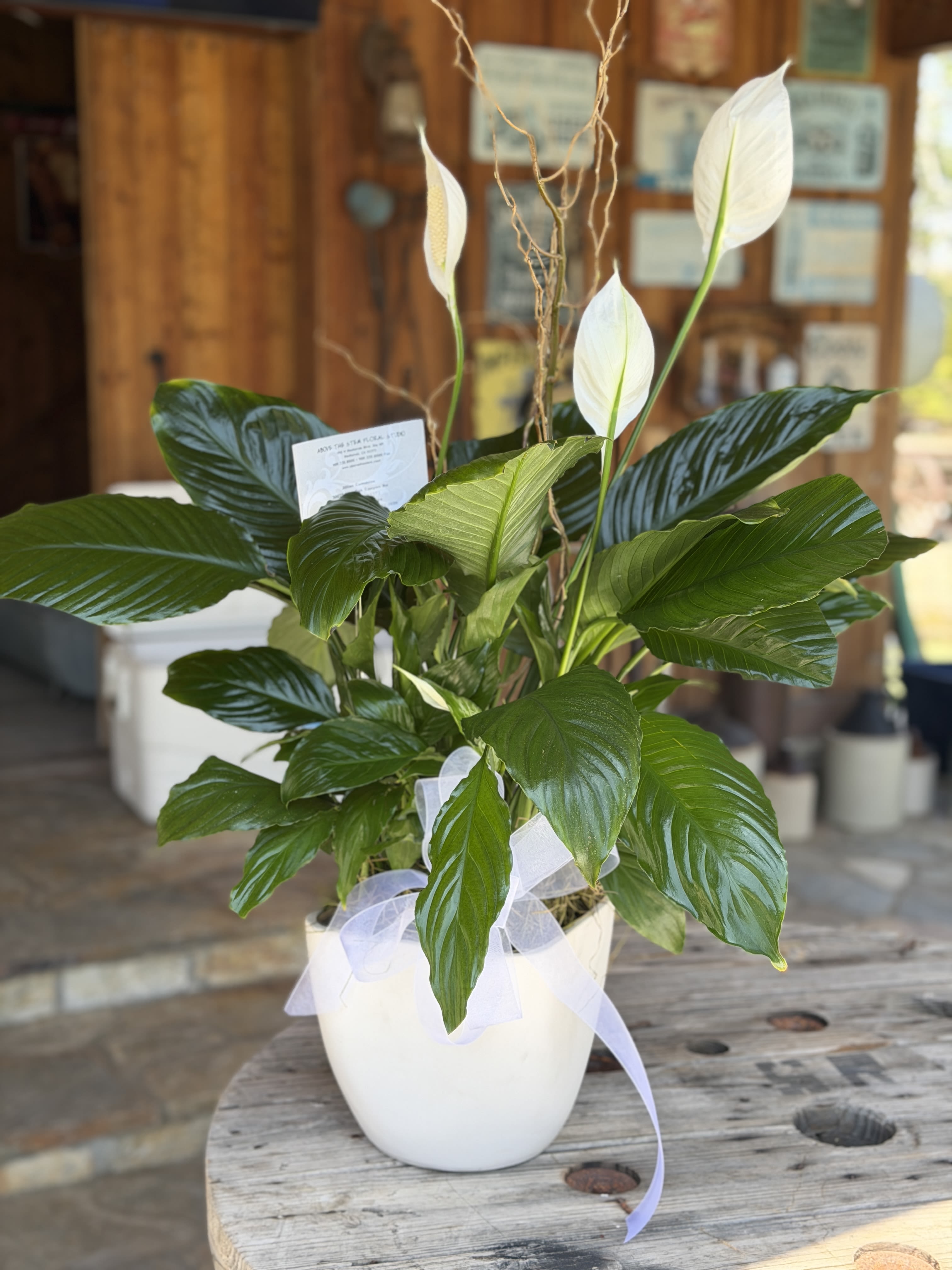 Peace Lily Houseplant