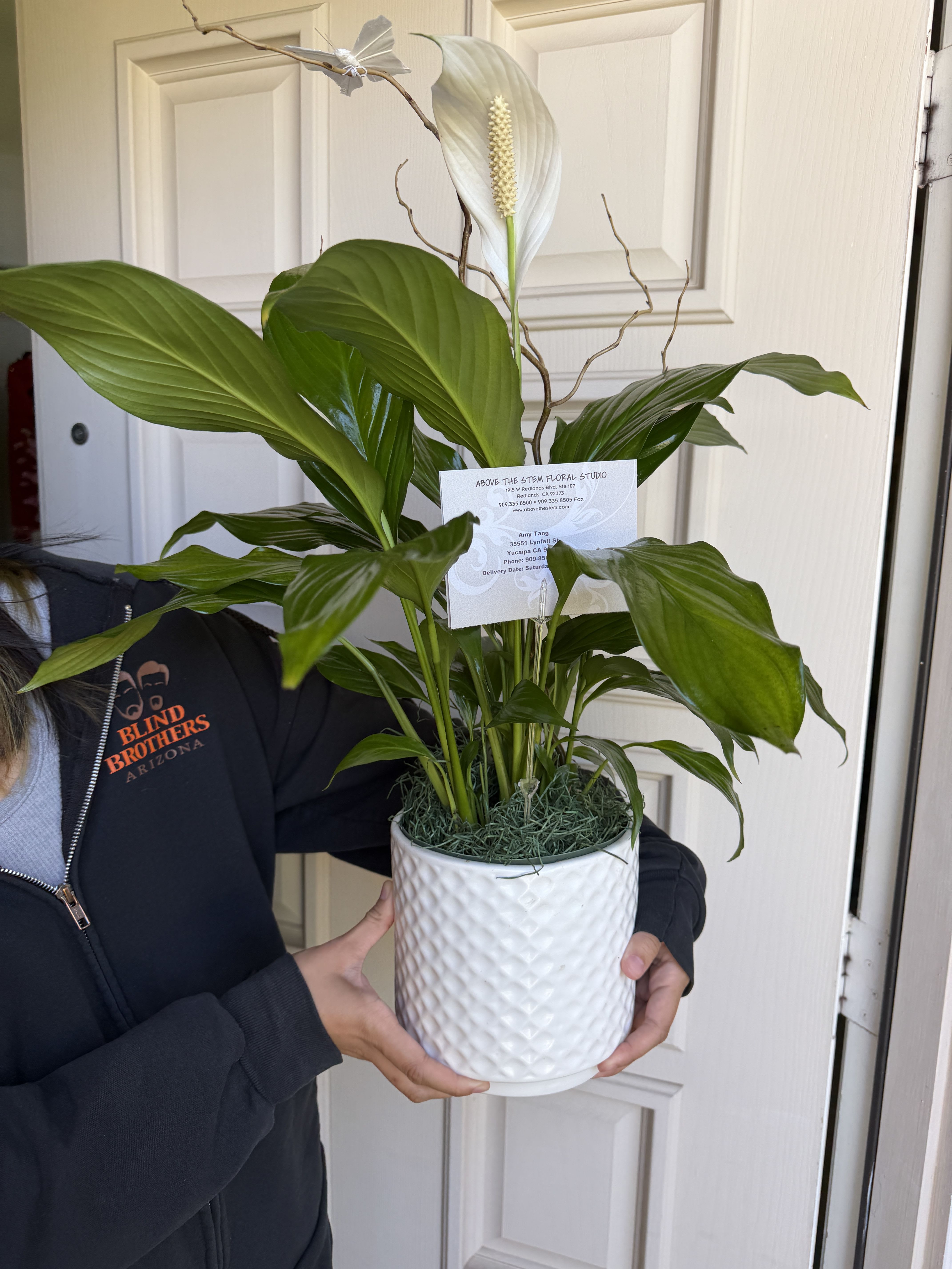 Peace Lily Houseplant