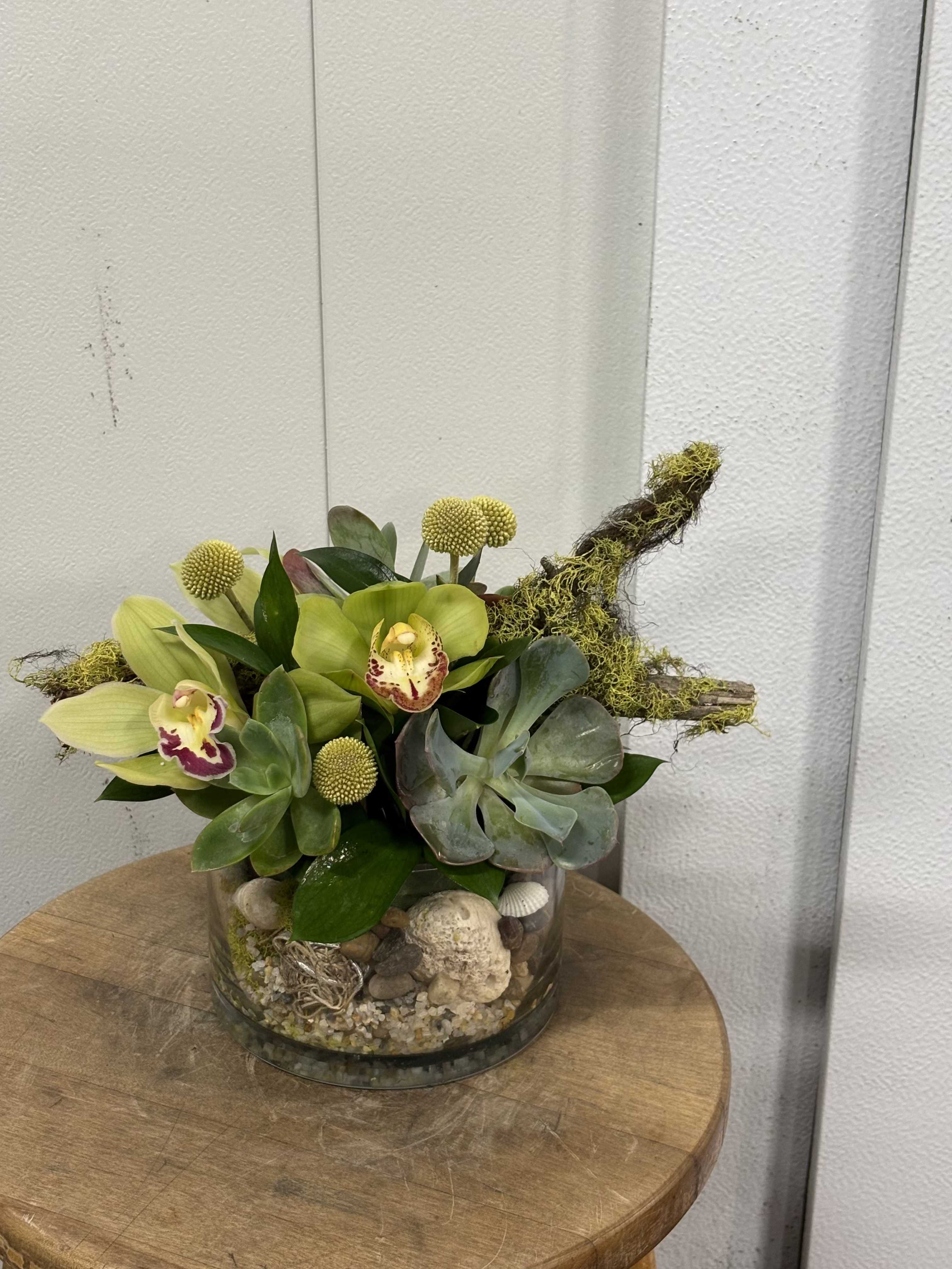 GORGEOUS SUCCULENT ORCHID