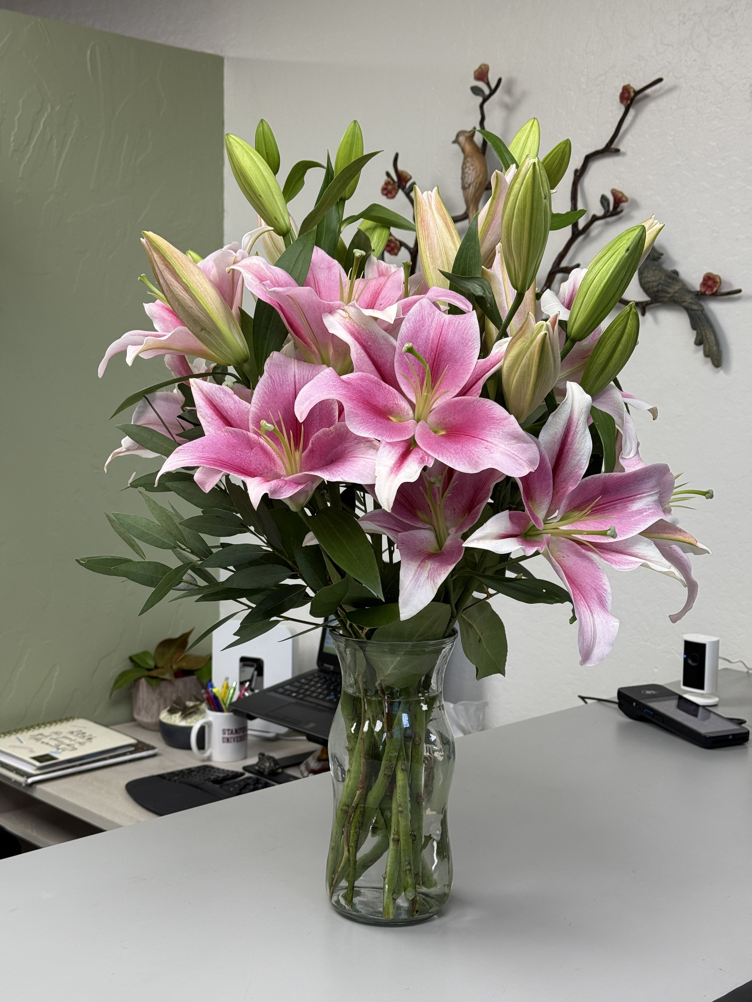 Splendent Stargazers by BloomNation™