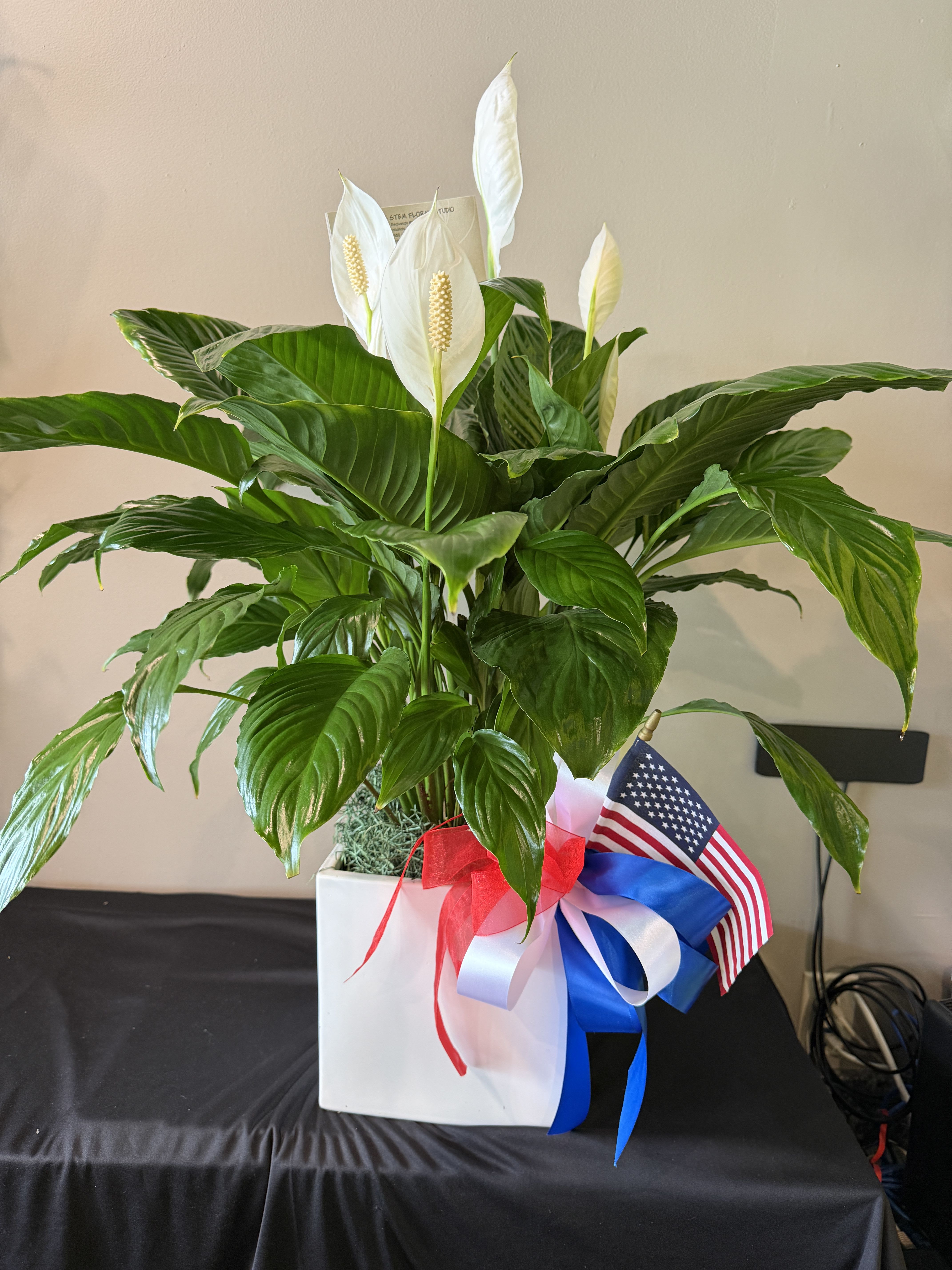 Peace Lily Houseplant