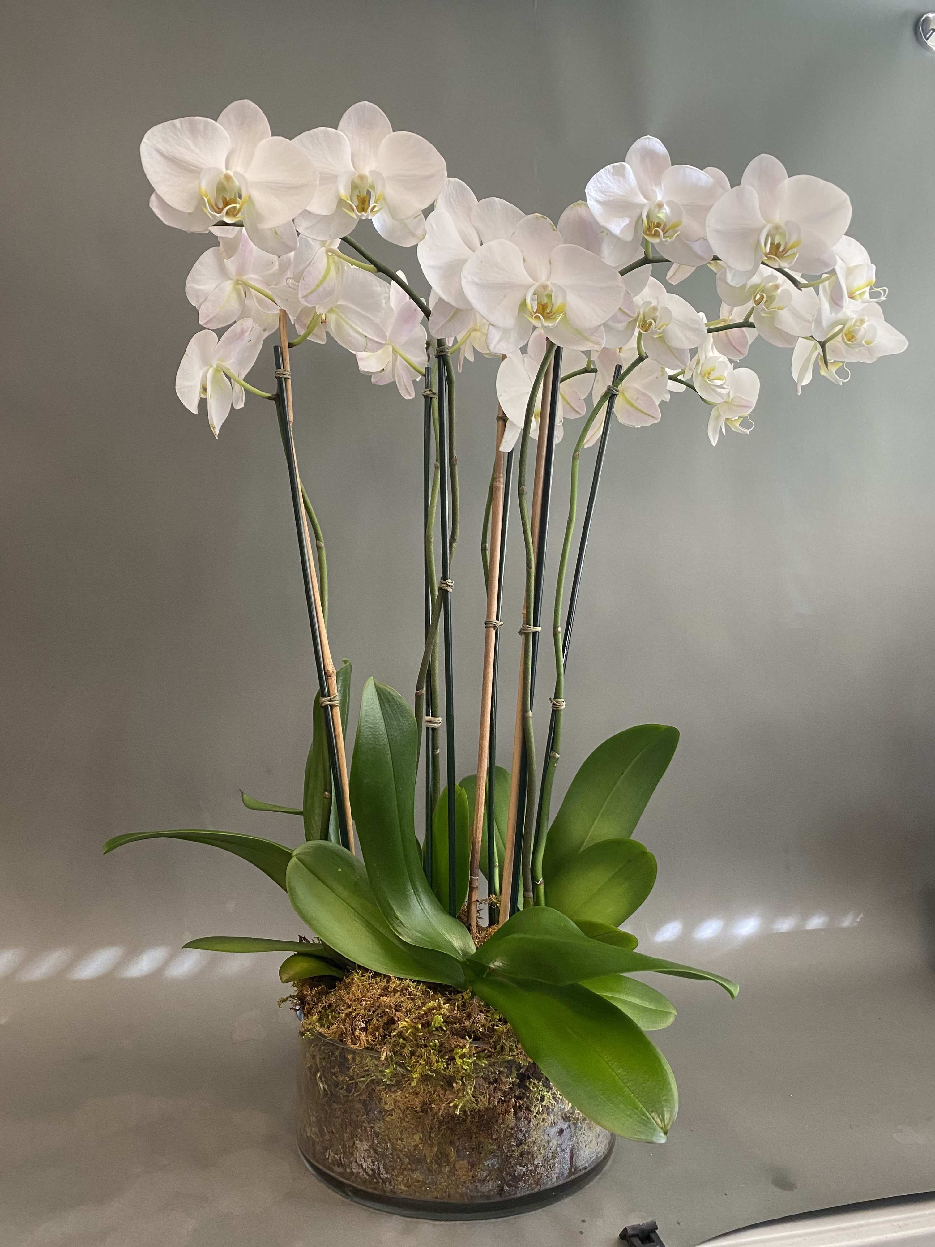 Lux Orchid Plants