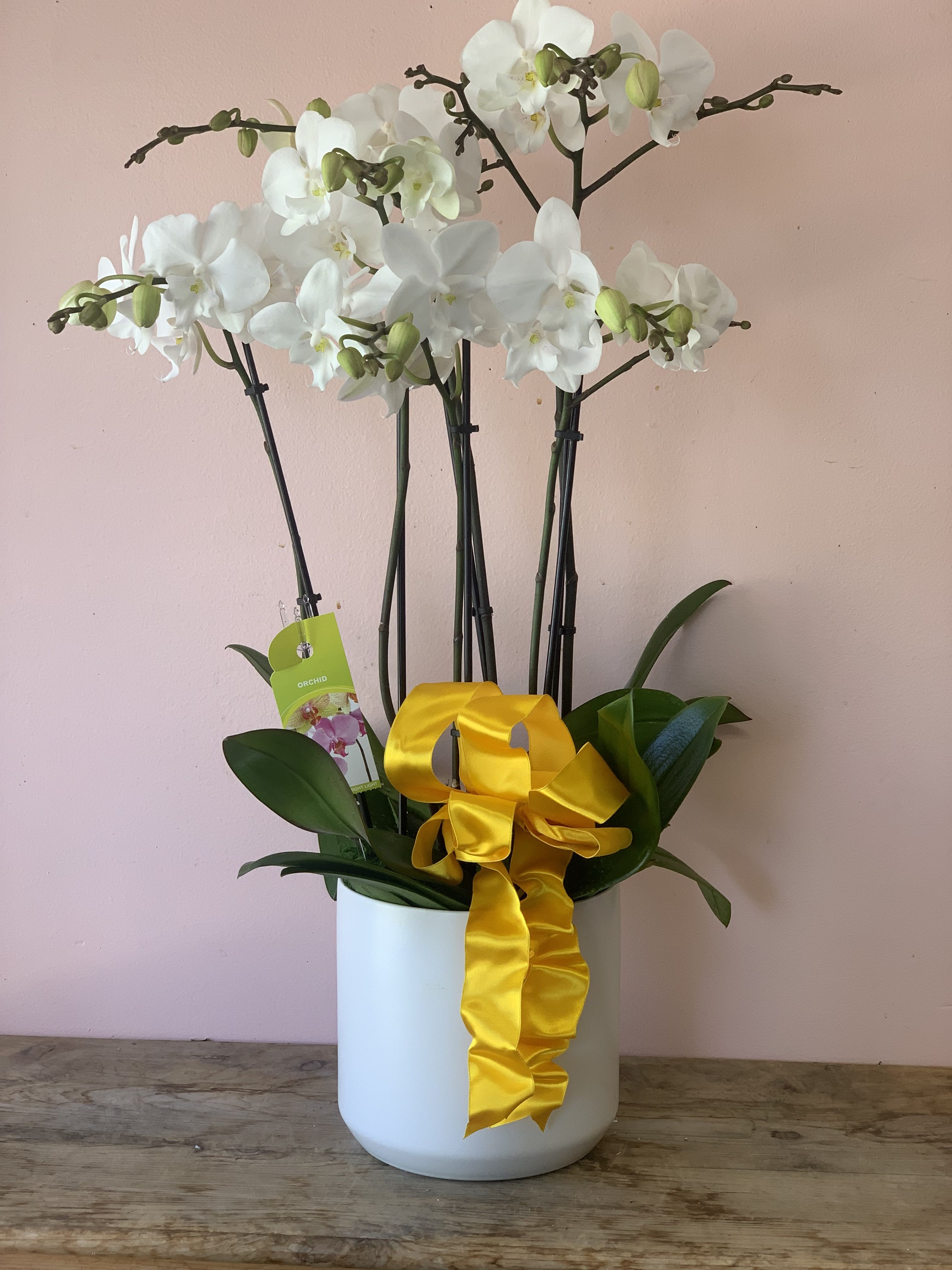 Triple Phalaenopsis Orchid Purity | Grand White Orchid Delivery in San Francisco 
