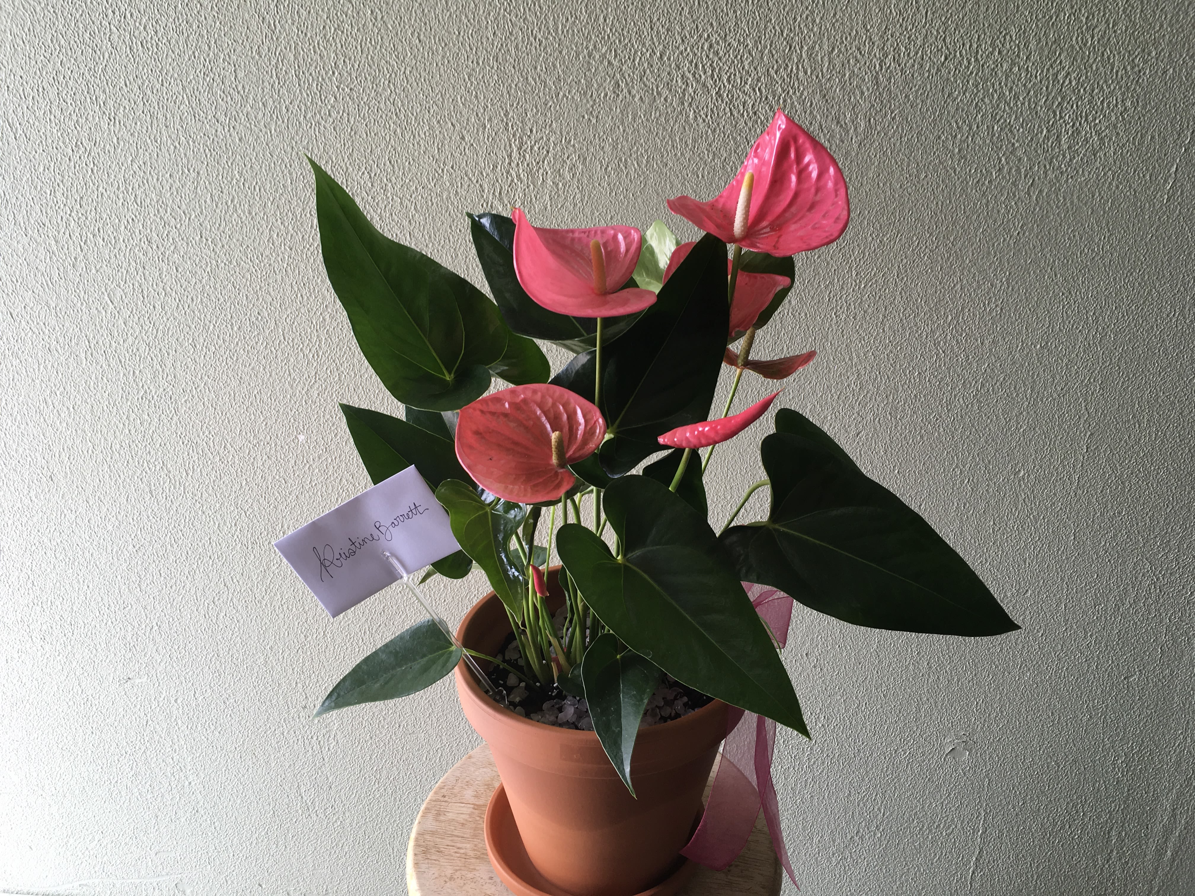 Beautiful blooming plant