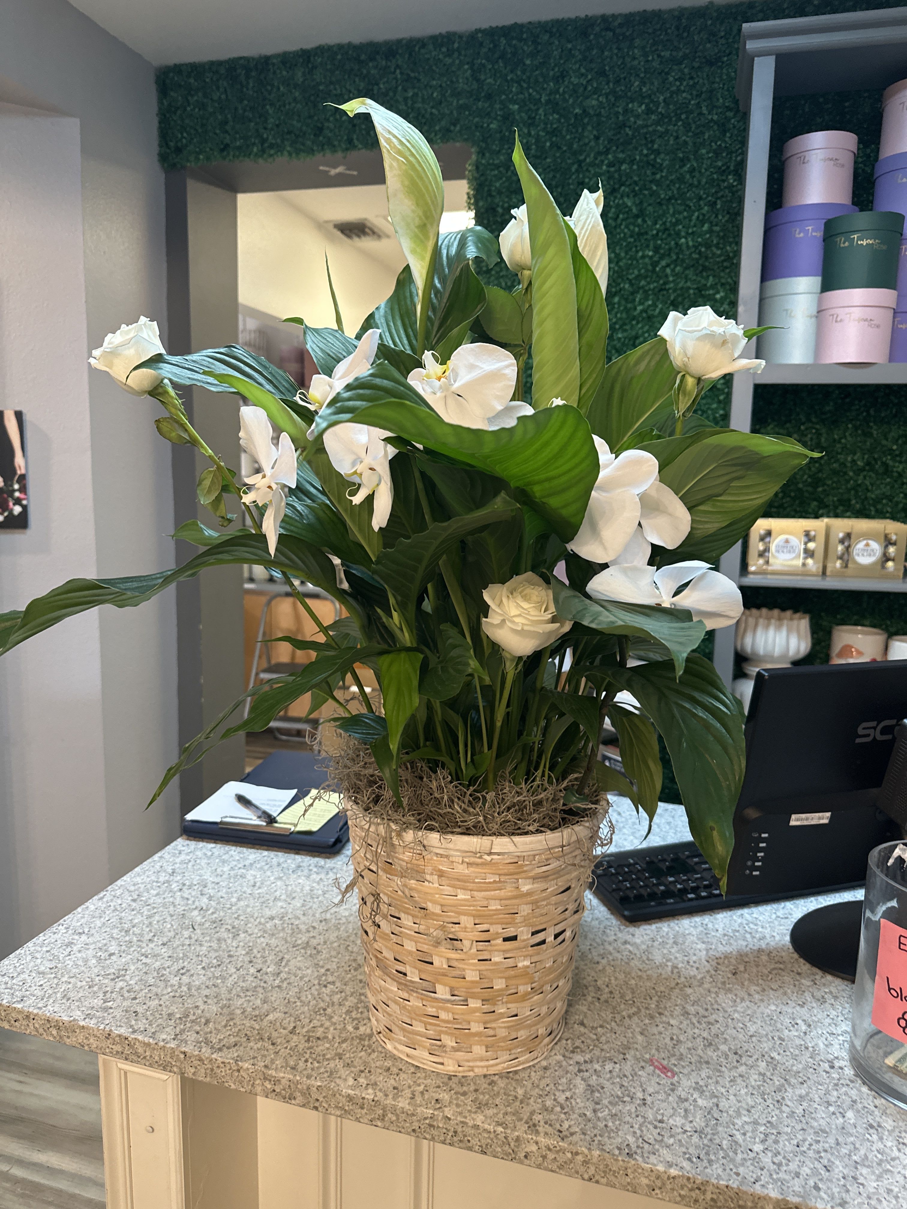 Medium Peace Lily