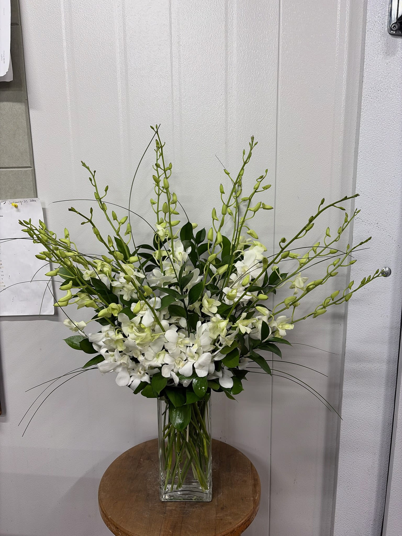 Dendrobium Orchids