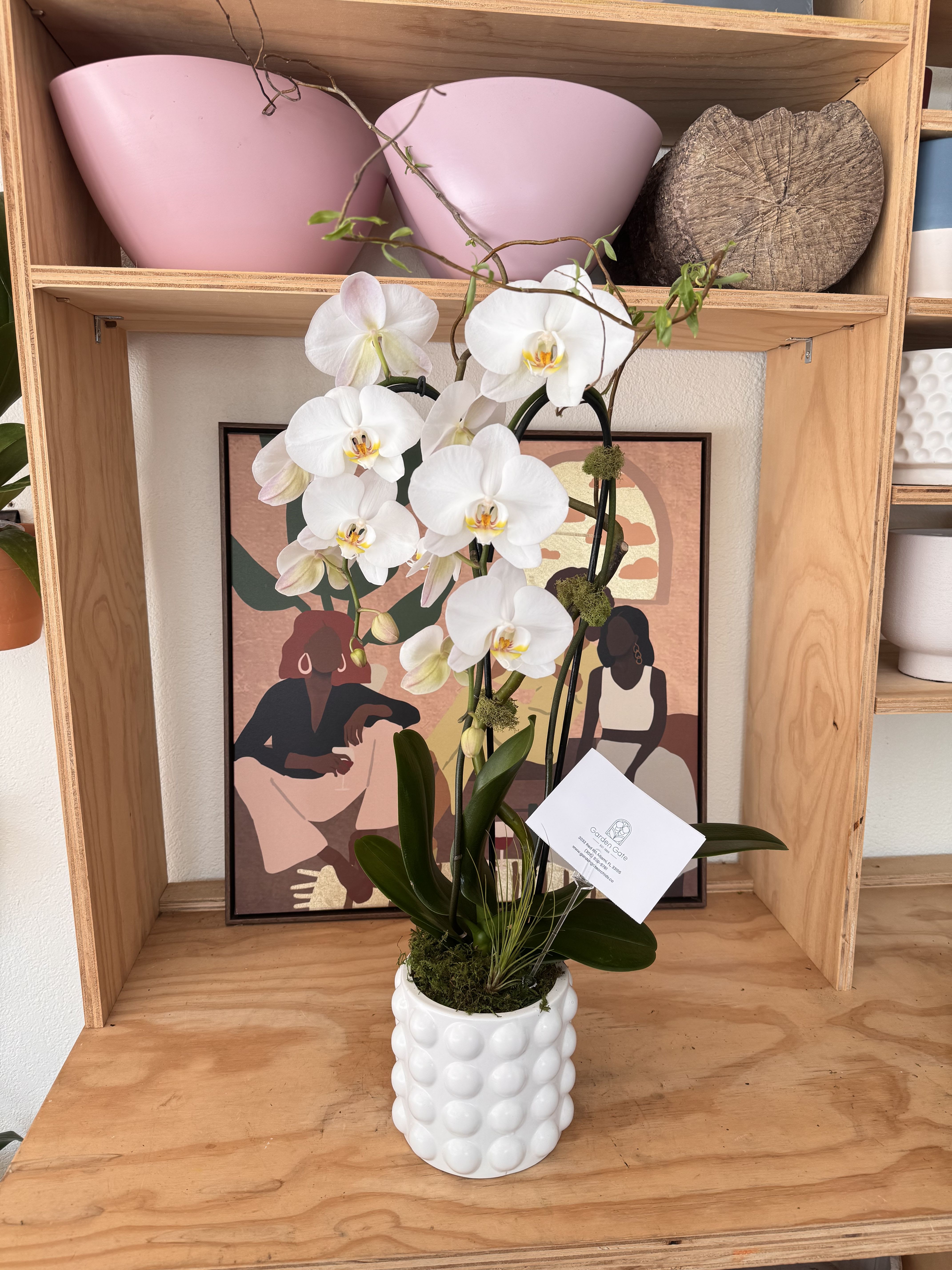 Orchids in Bubbles
