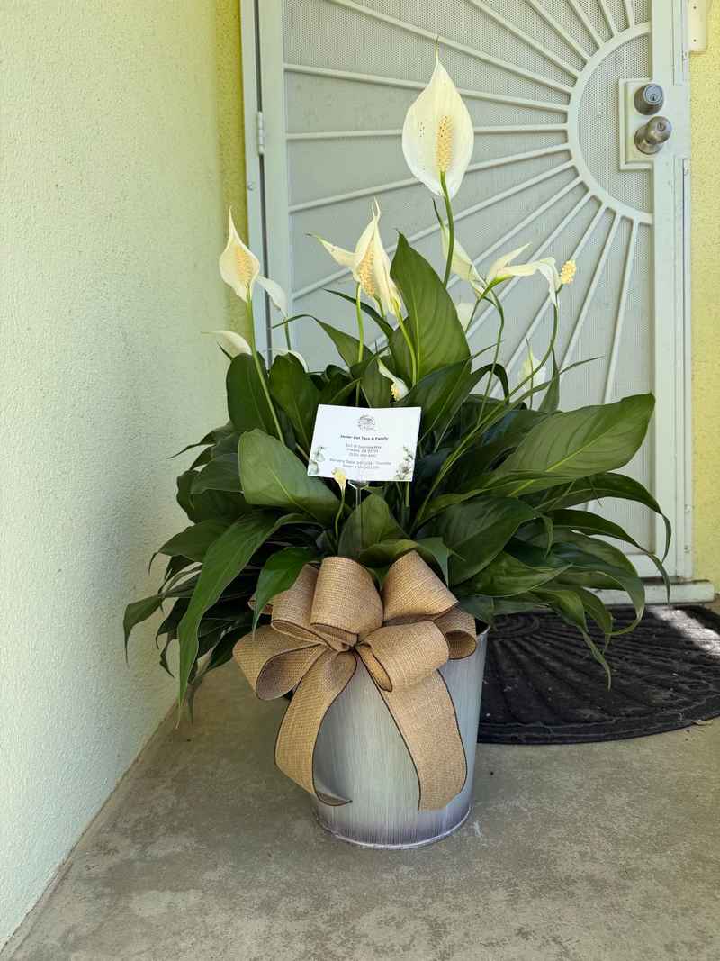 Sympathy Peace Lily Plant #1
