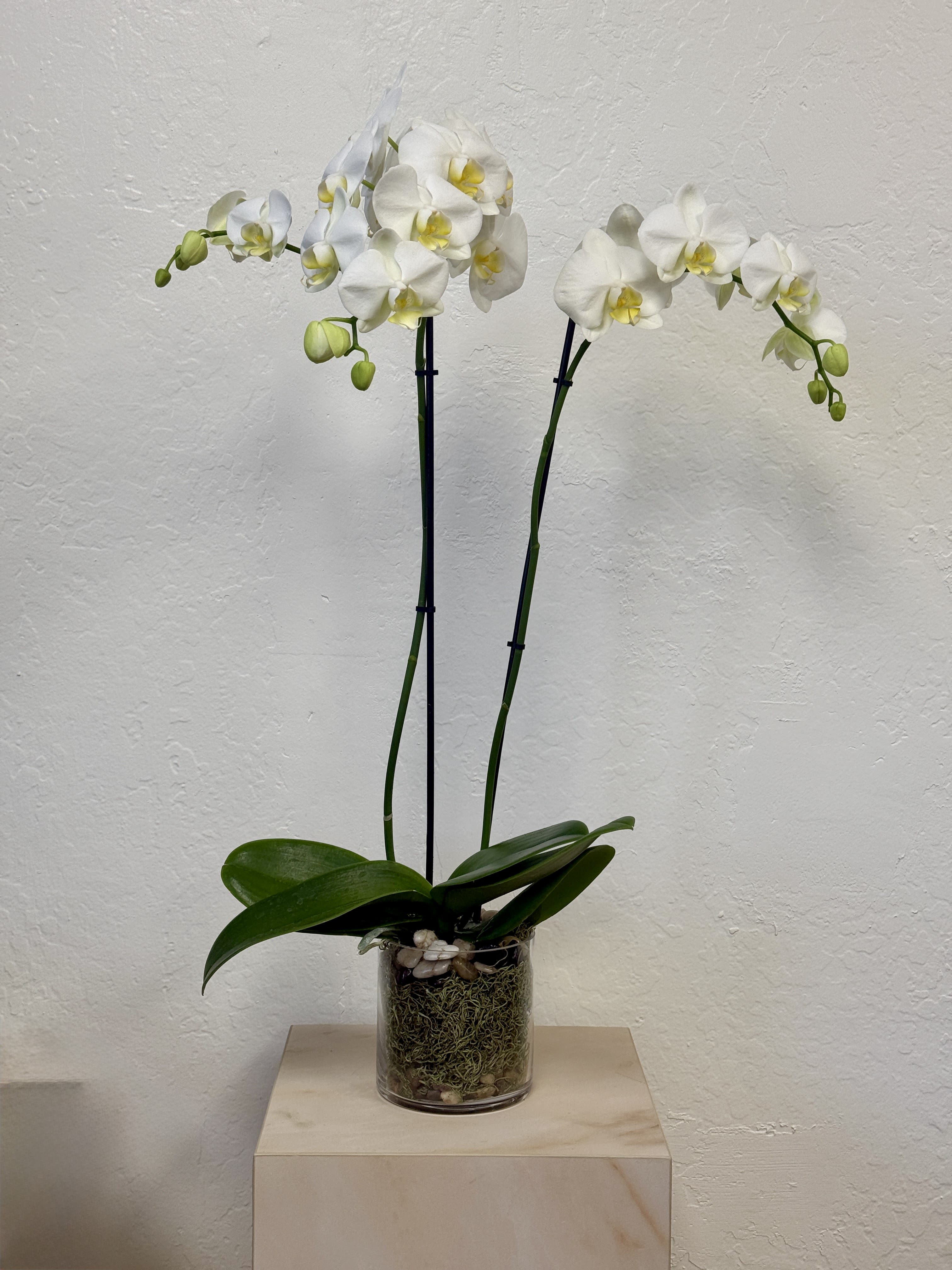 Royal White Orchid by Almaden Valley Flowers