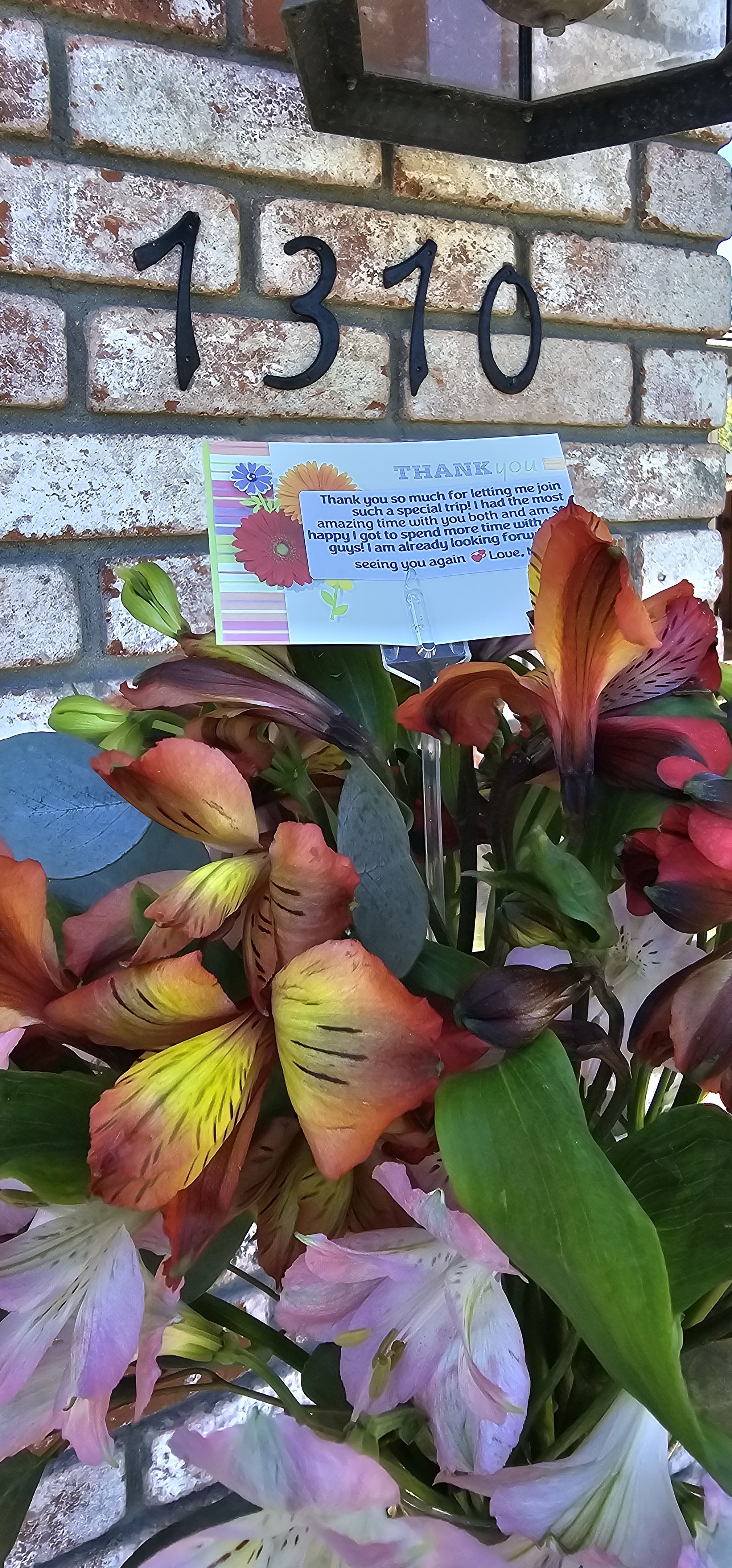 Amazing Alstroemeria by BloomNation™