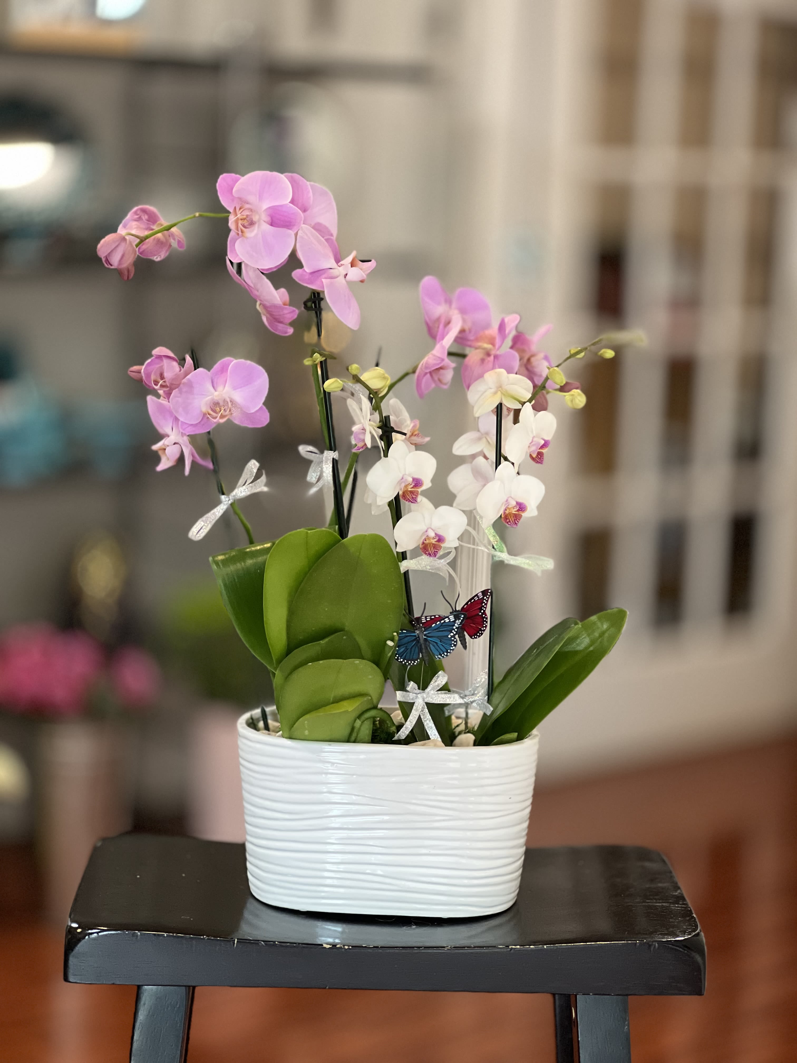Opulent Orchid Plant 