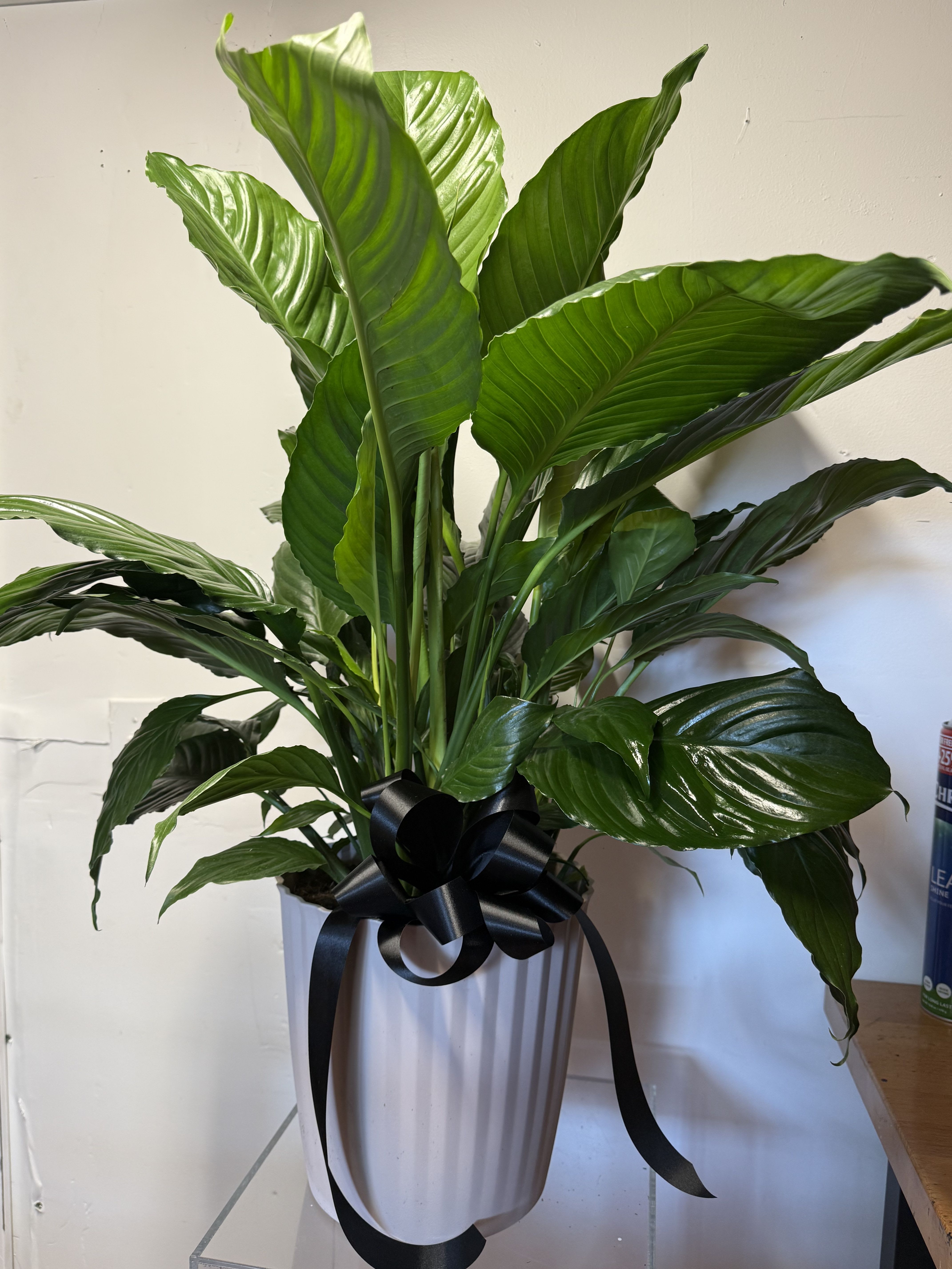 Peace Lily