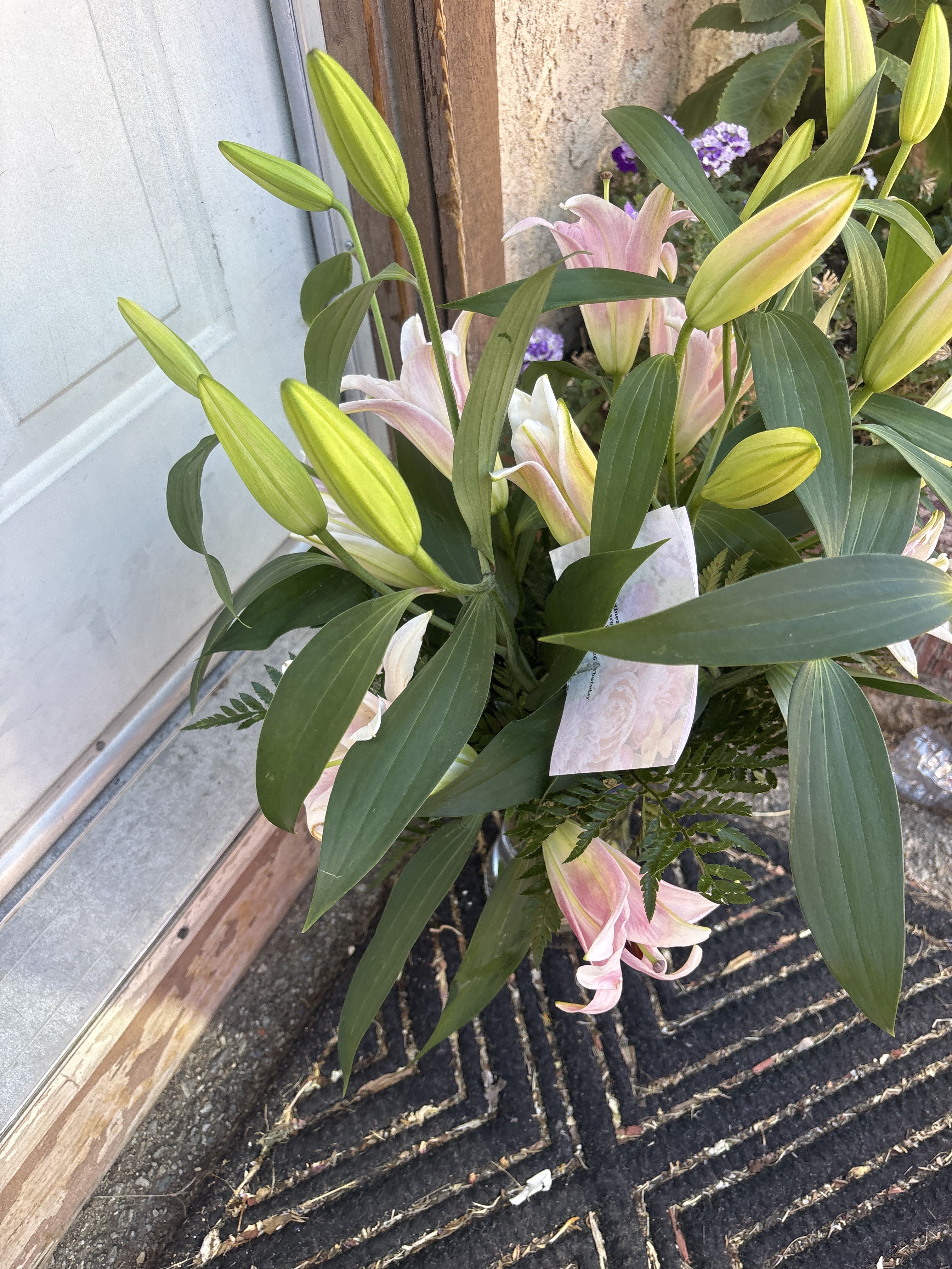 Splendent Stargazers by BloomNation™