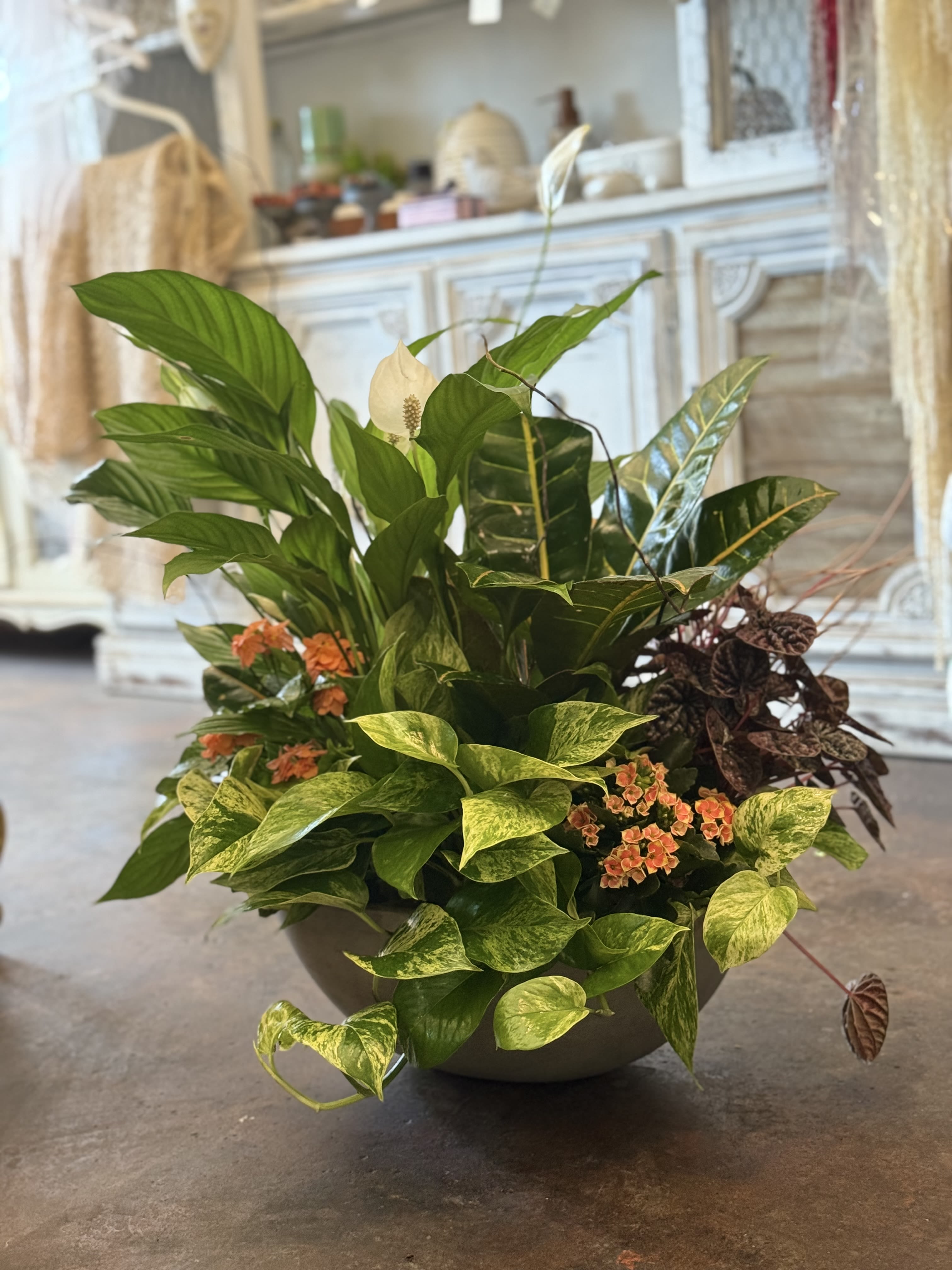 Potted Plant