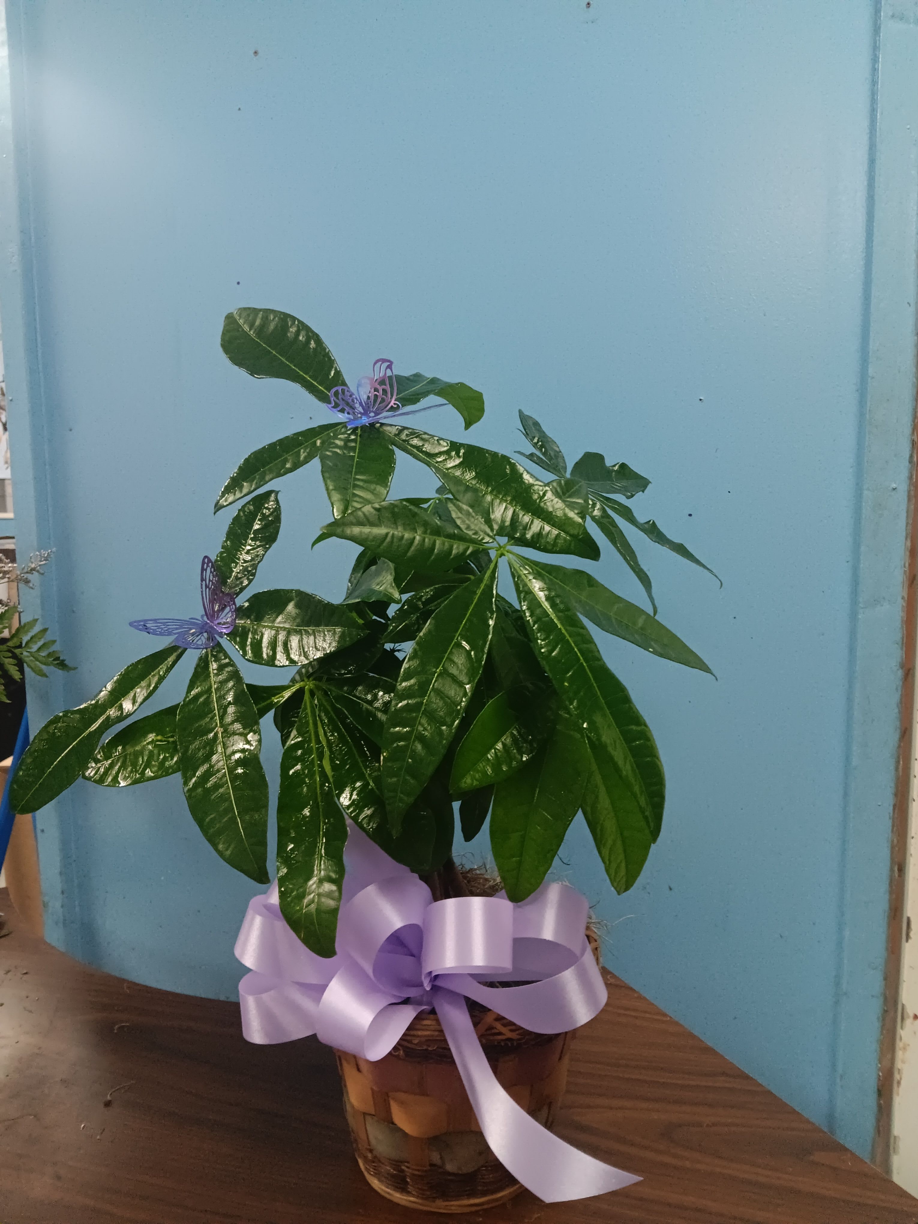 Money Tree by BloomNation™