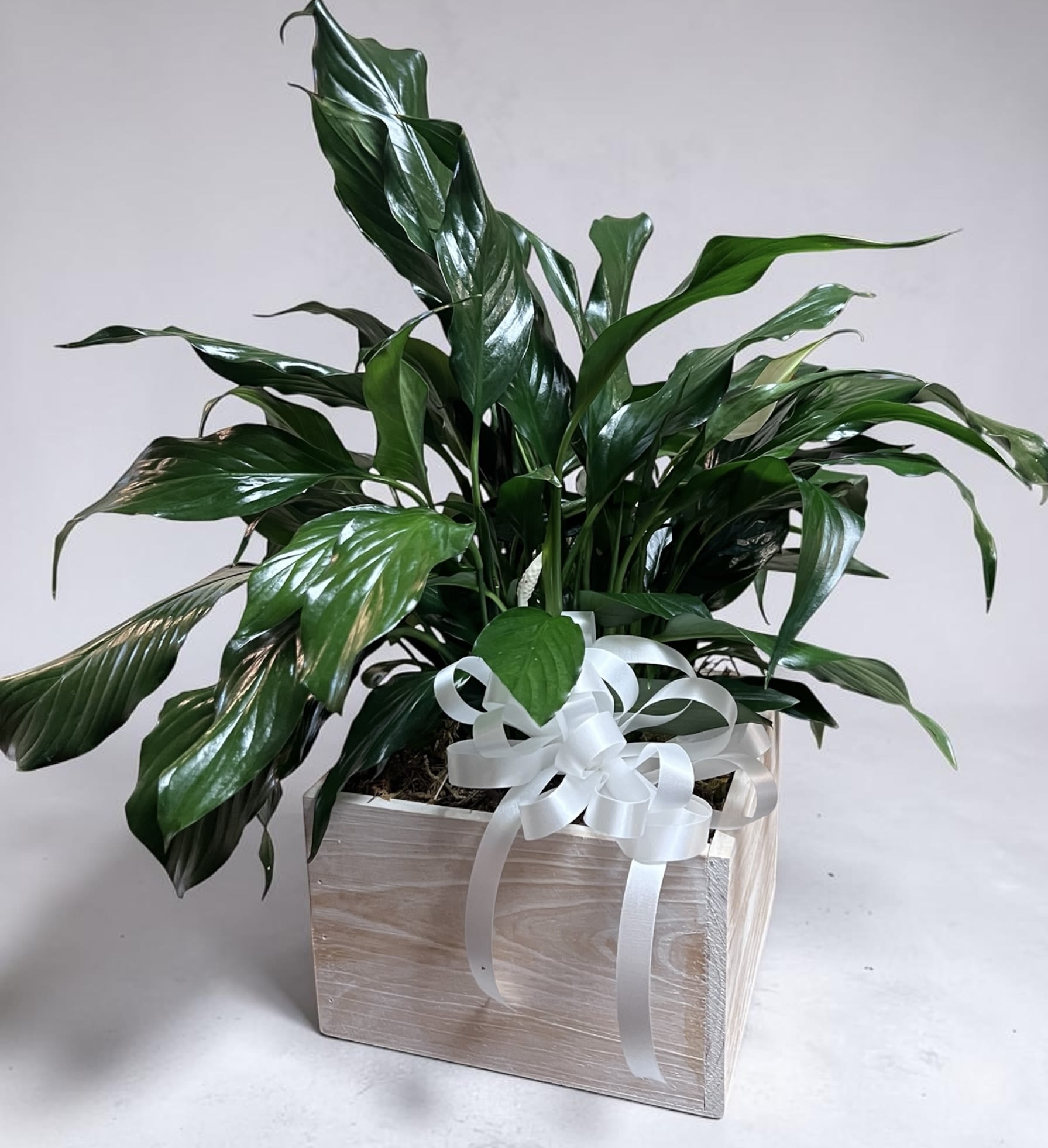 Peace Lily Plant - Premium Plant Shown