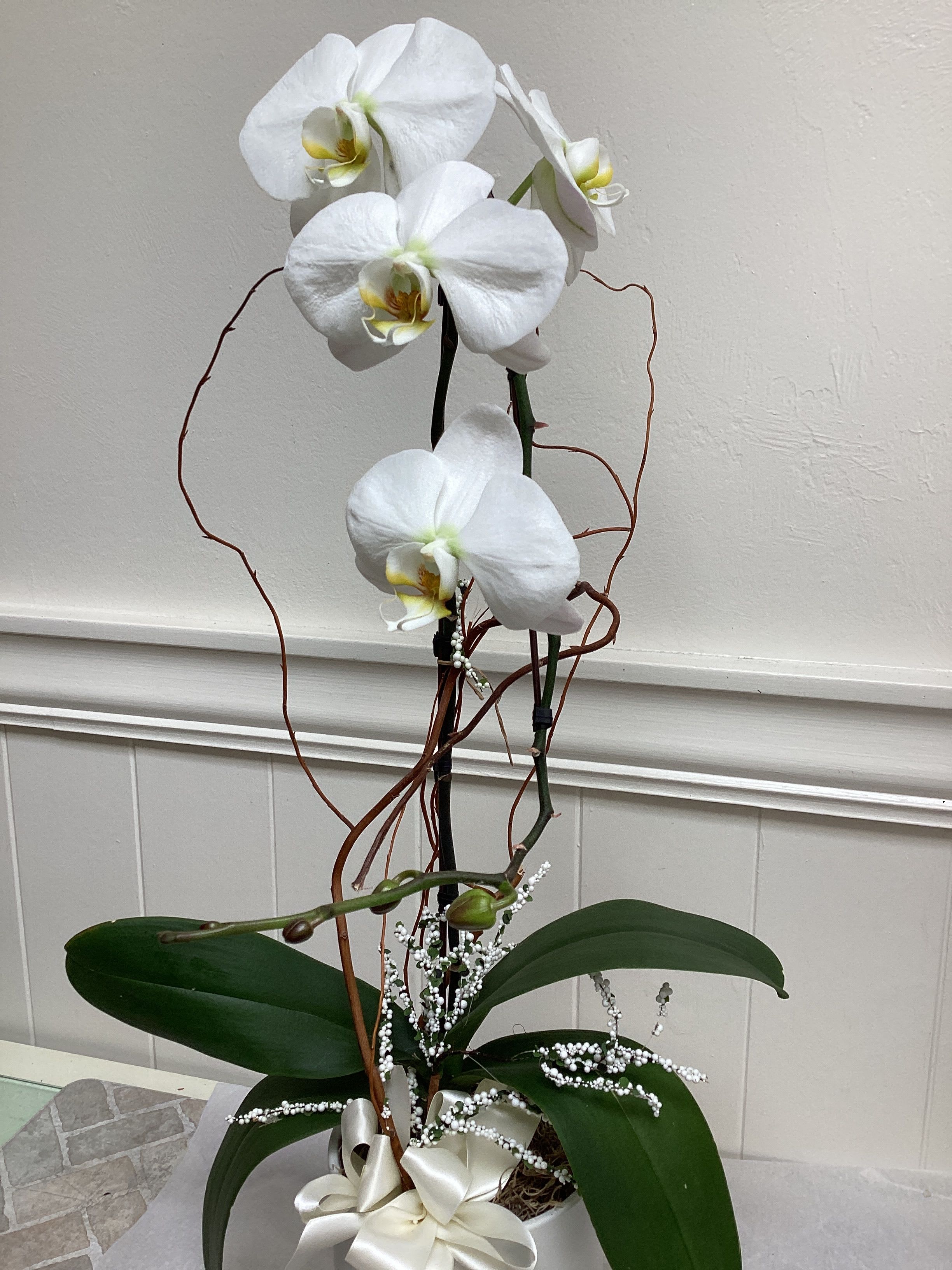 White Butterfly Orchid