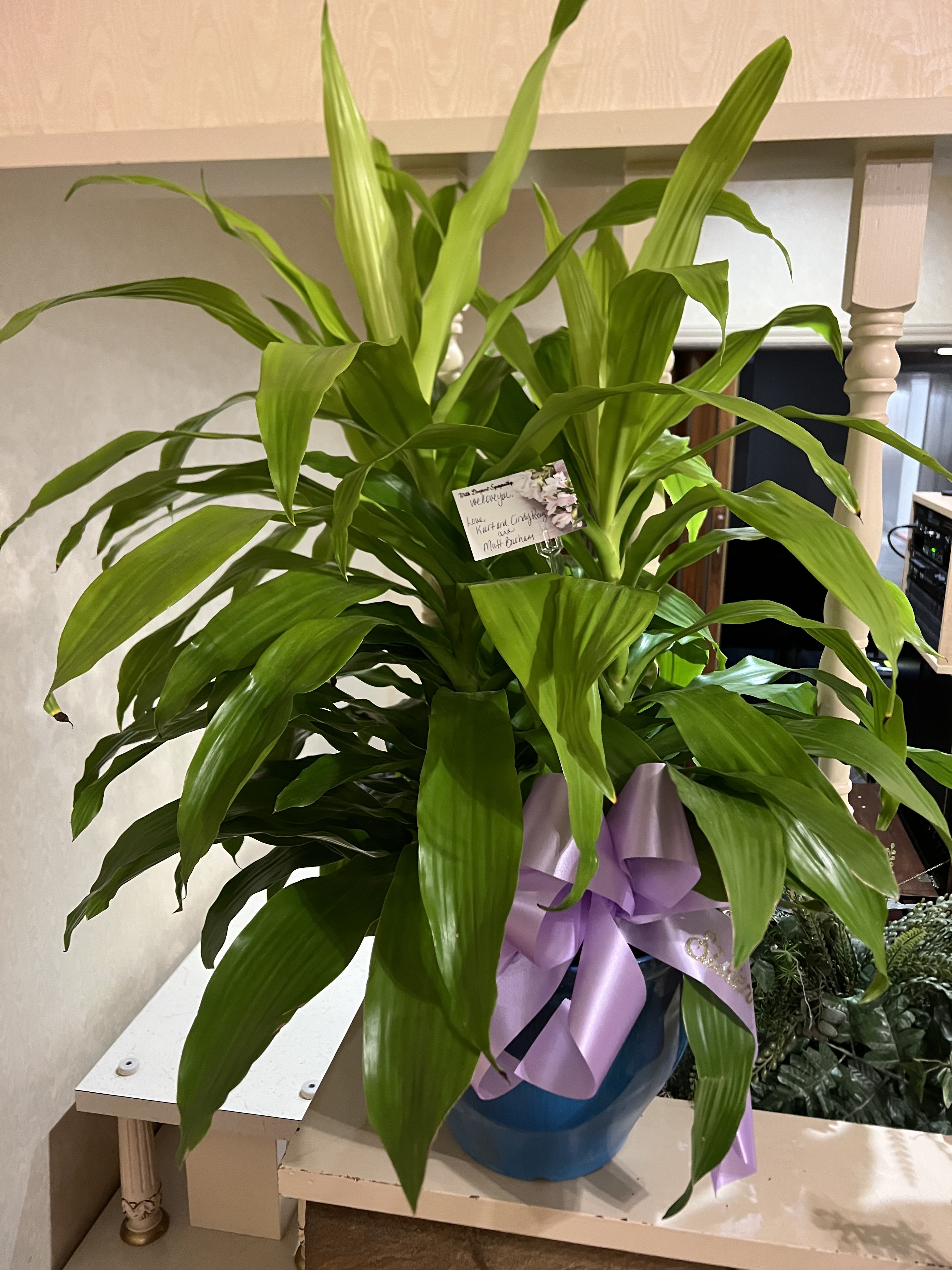 Green Plant