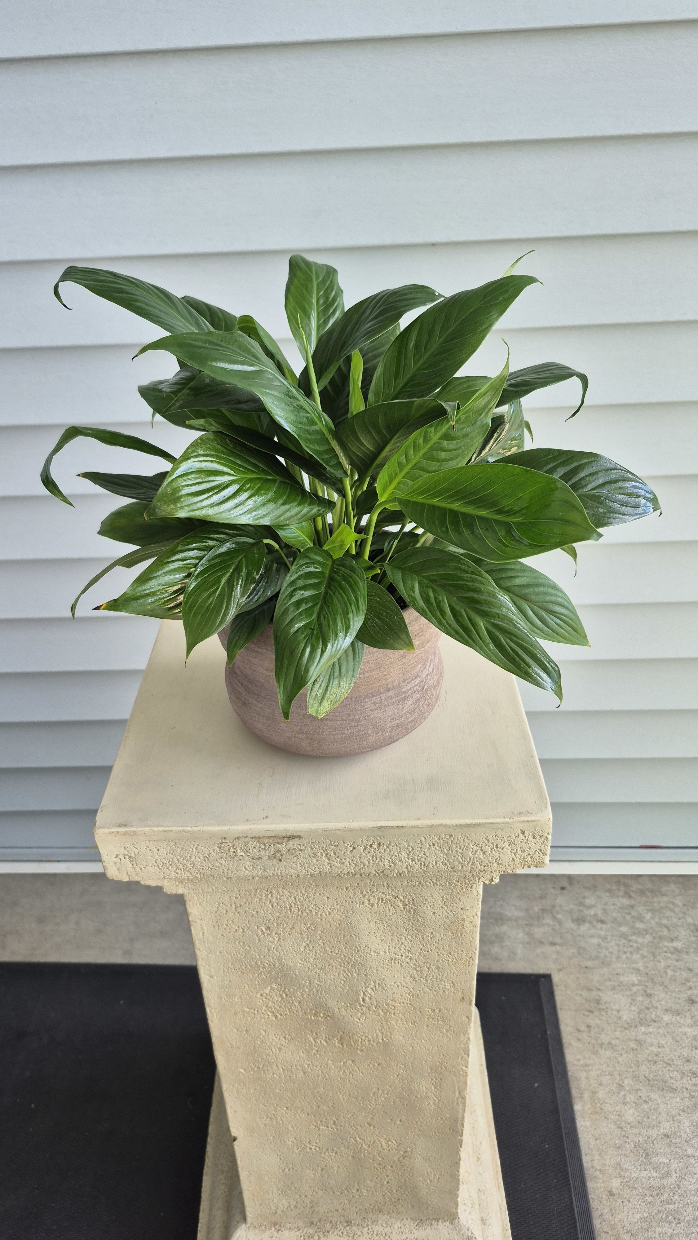 Spathiphyllum Plant by BloomNation™