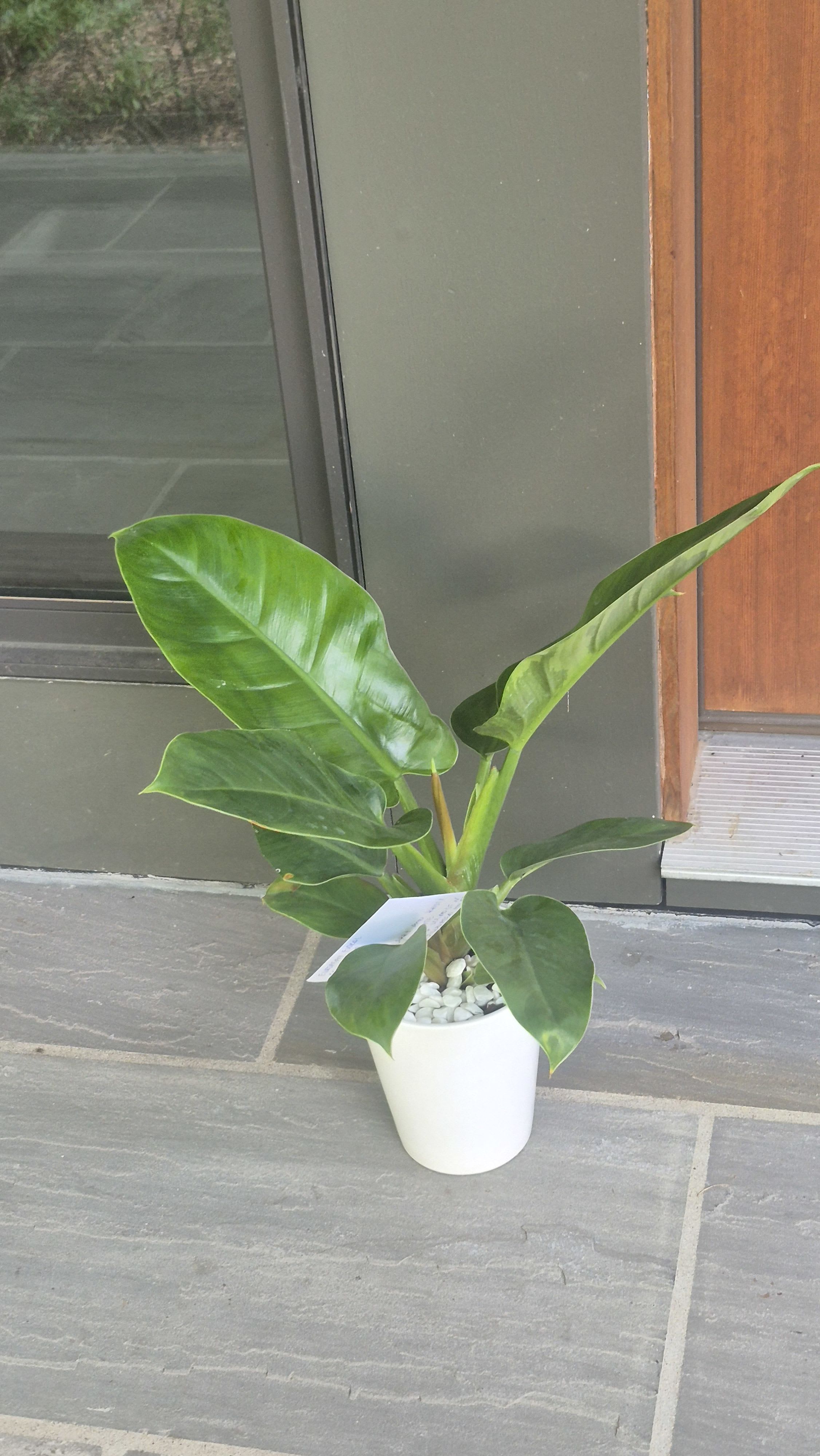 Raindrop Plant by BloomNation™