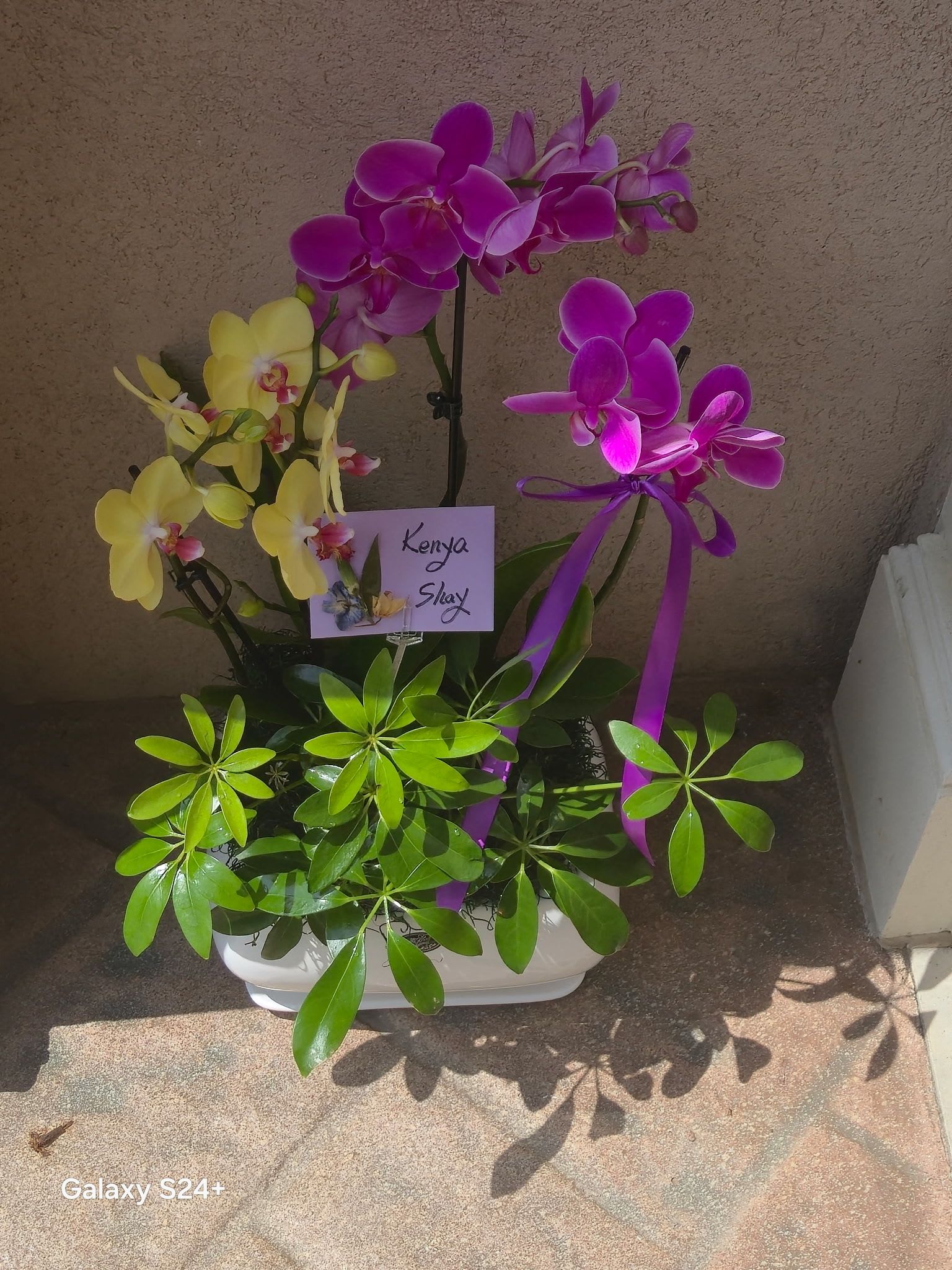 Orchid's Forest