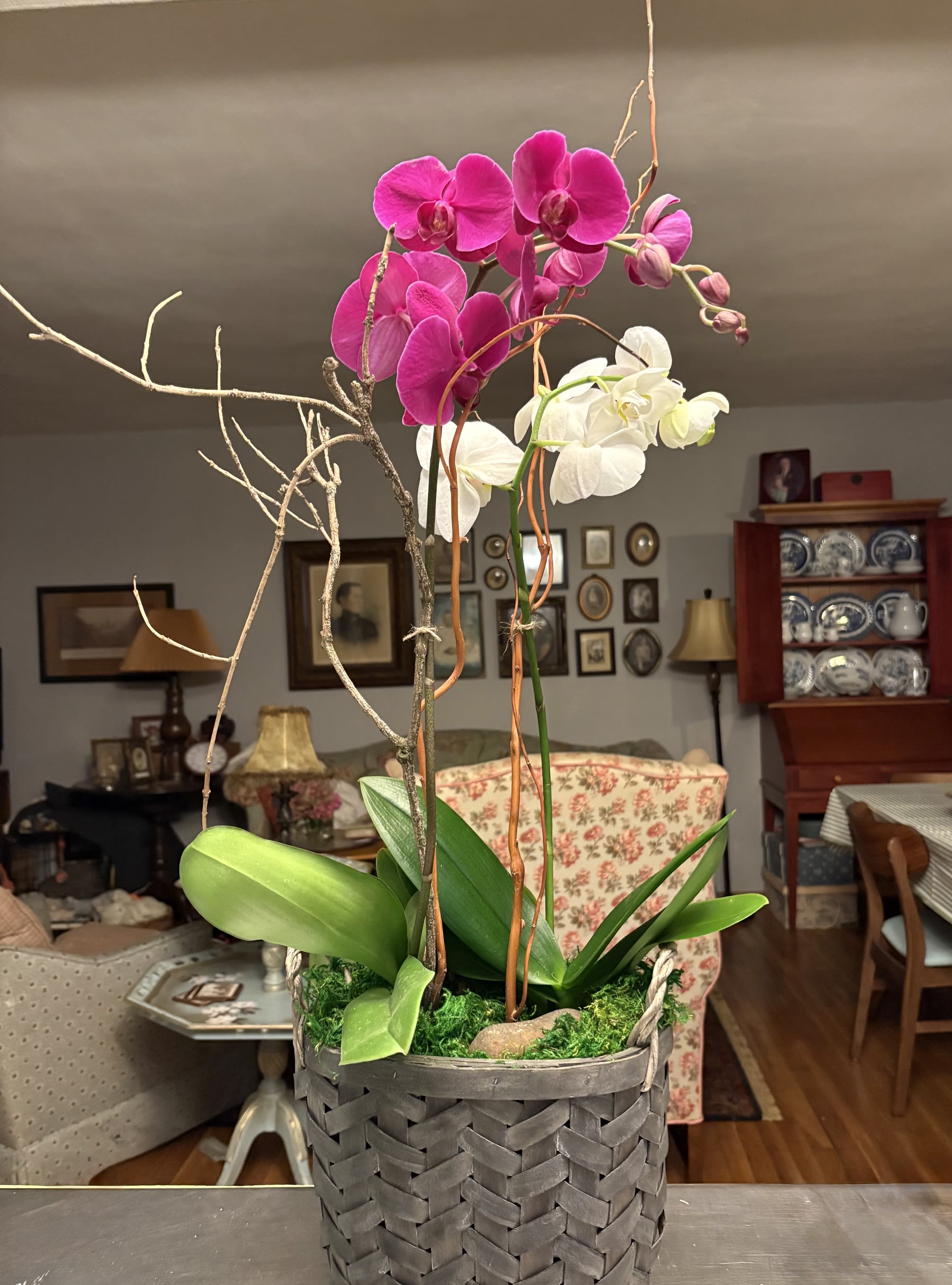 Orchids, Growing in a Window Box