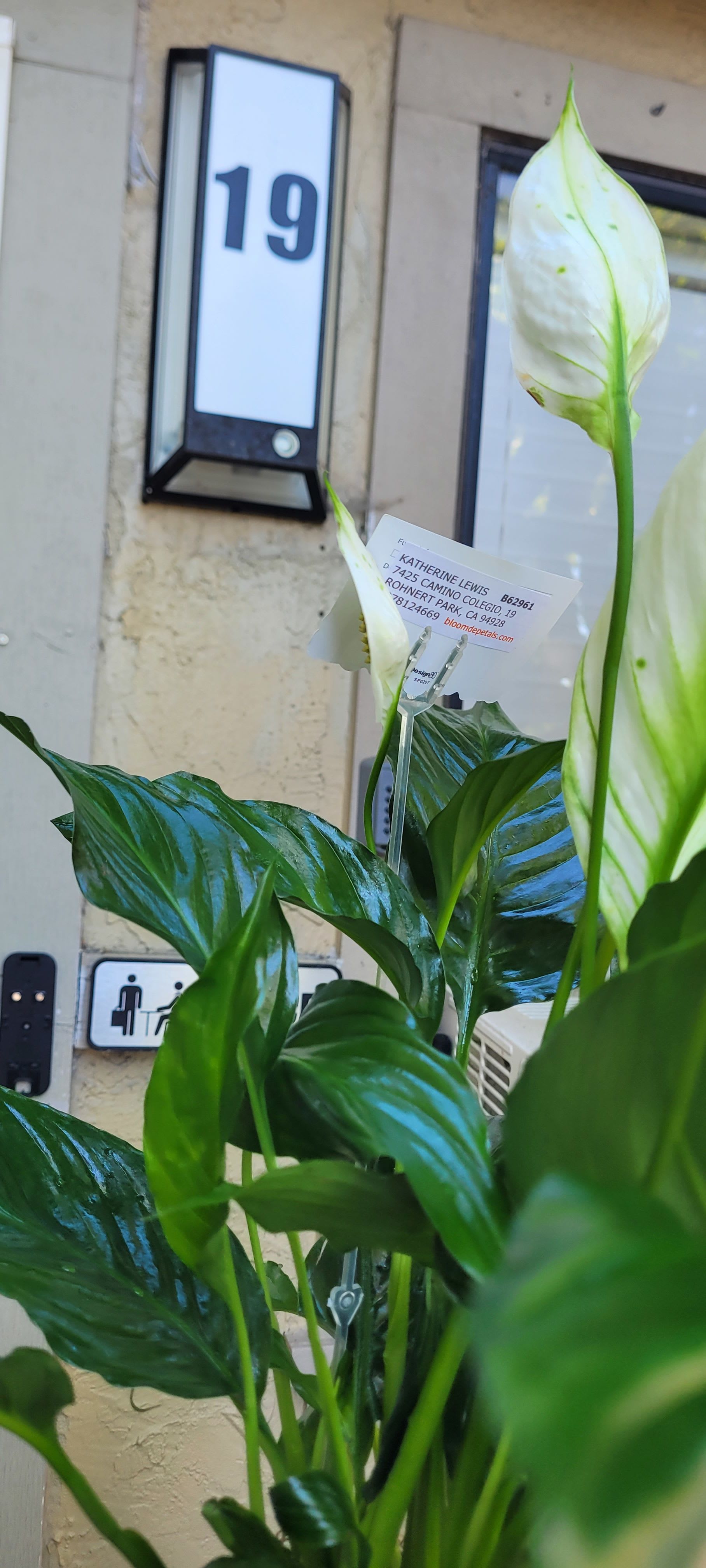 Spathiphyllum Plant by BloomNation™