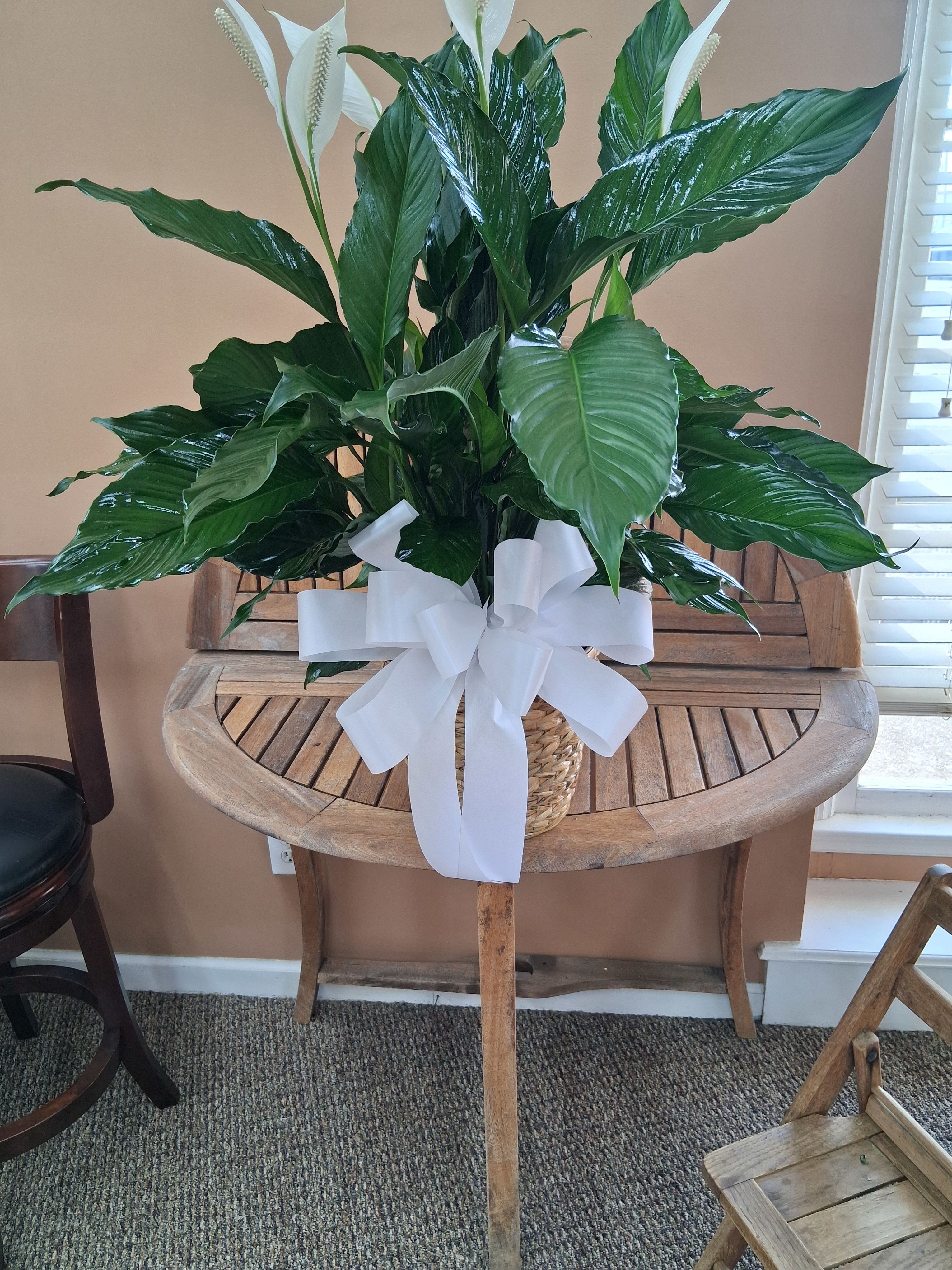  GPM Spathiphyllum Peace Lily Potted Houseplant - Live Sympathy Plant Delivery Huntsville
