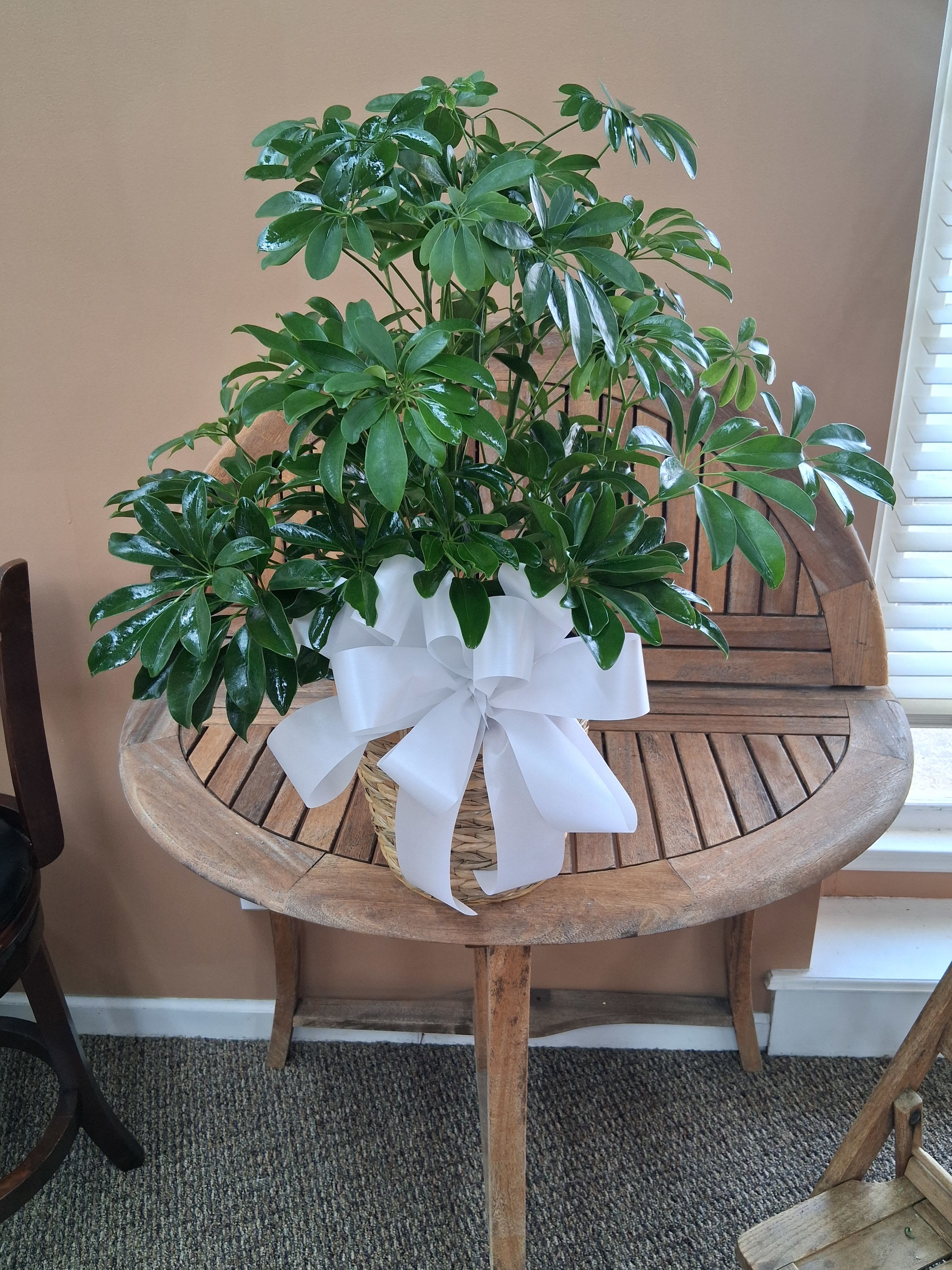 #GPM  Schefflera in wicker basket with bow