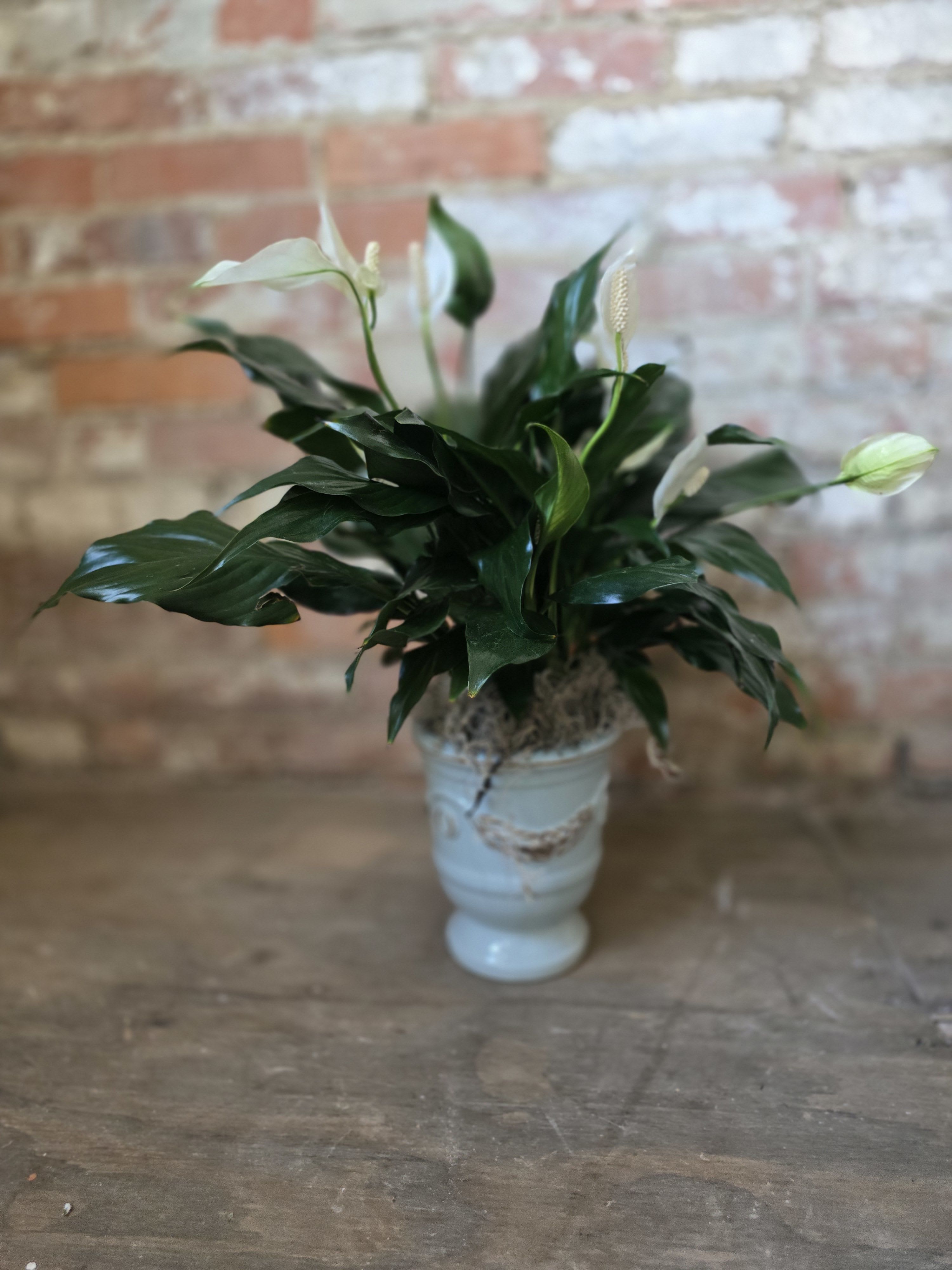 Spathiphyllum Plant 6" Pot