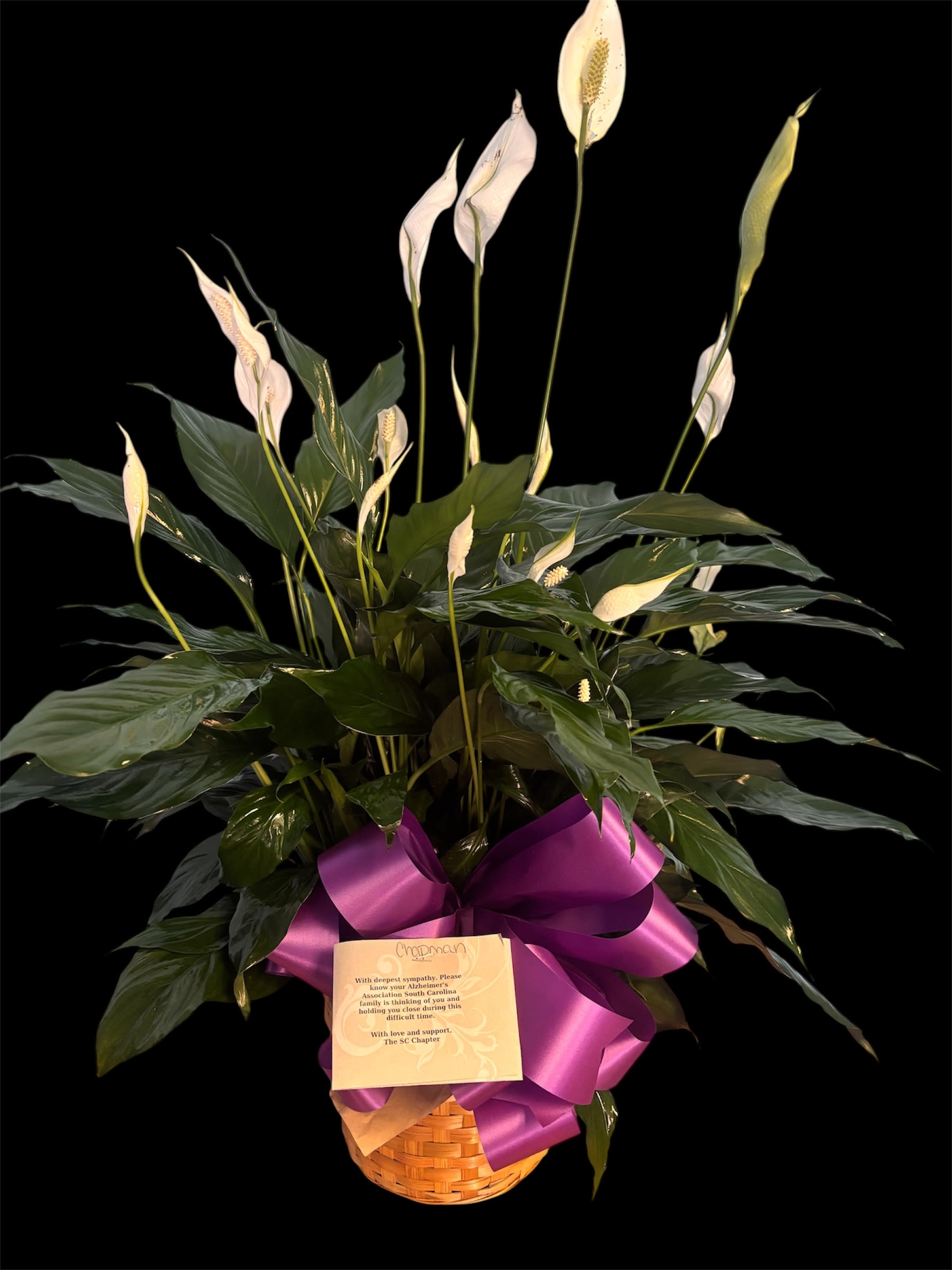 Peace Lily Plant