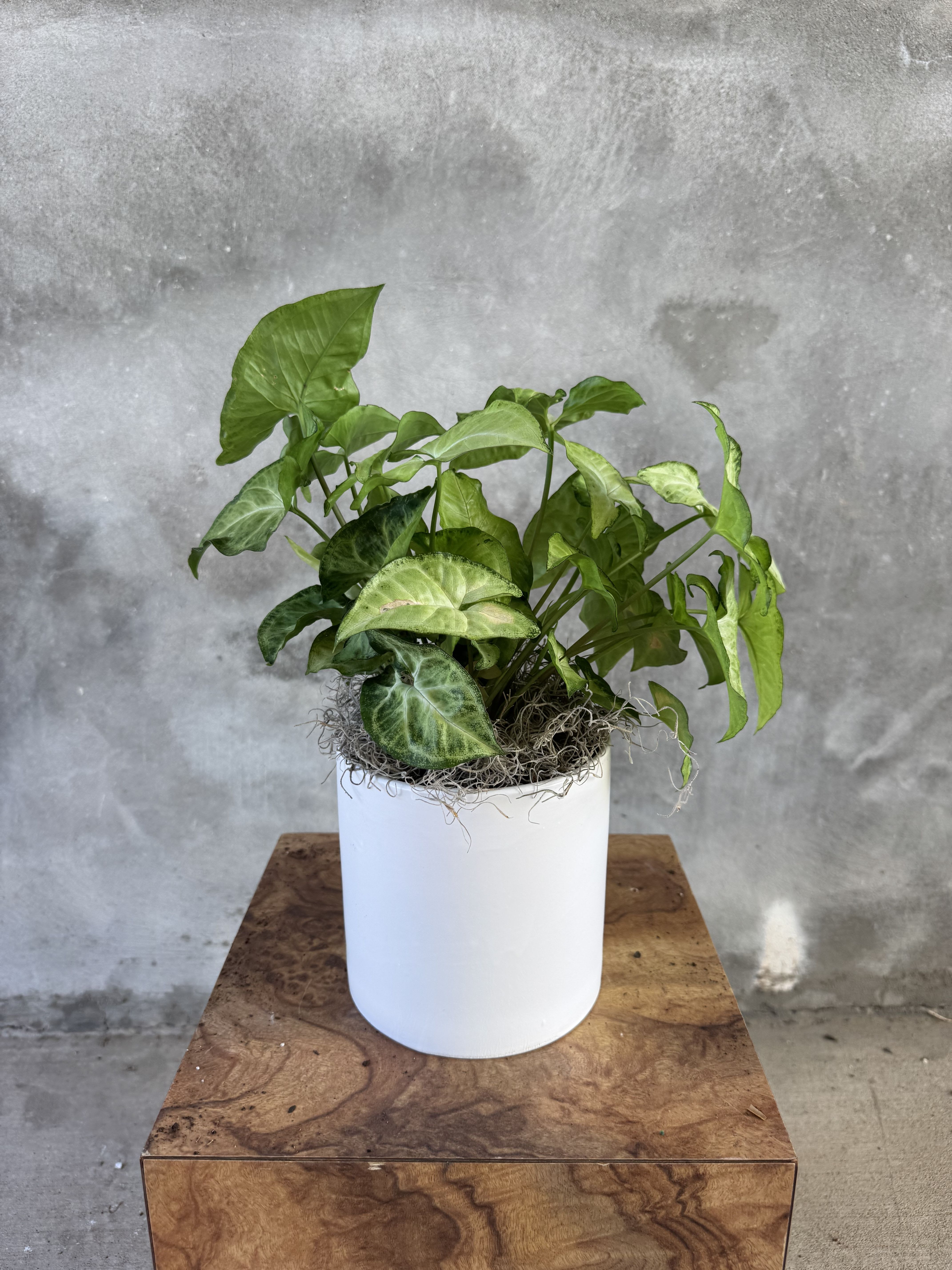 Arrowhead Plant by BloomNation™