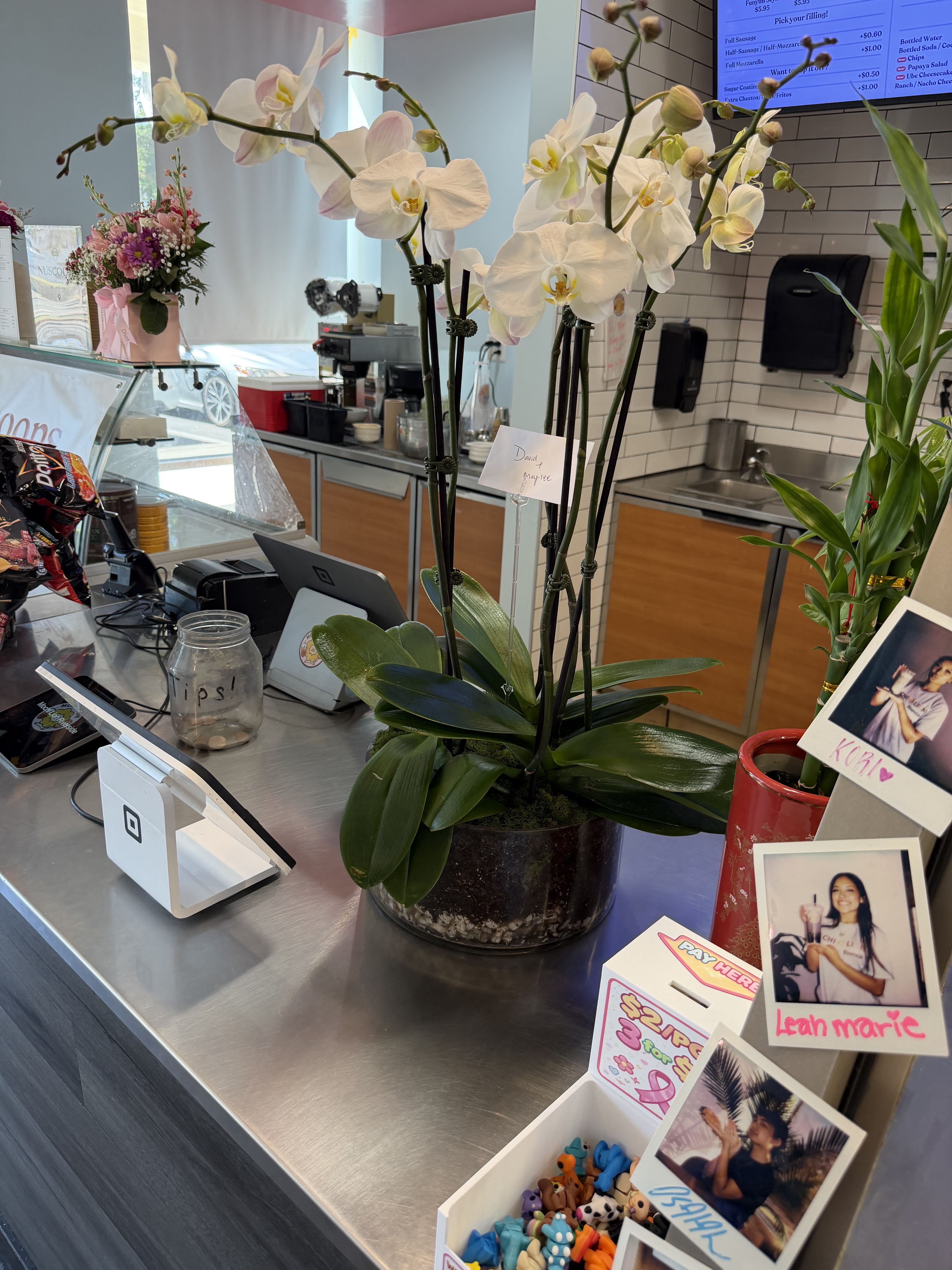 White Orchid Elegance 