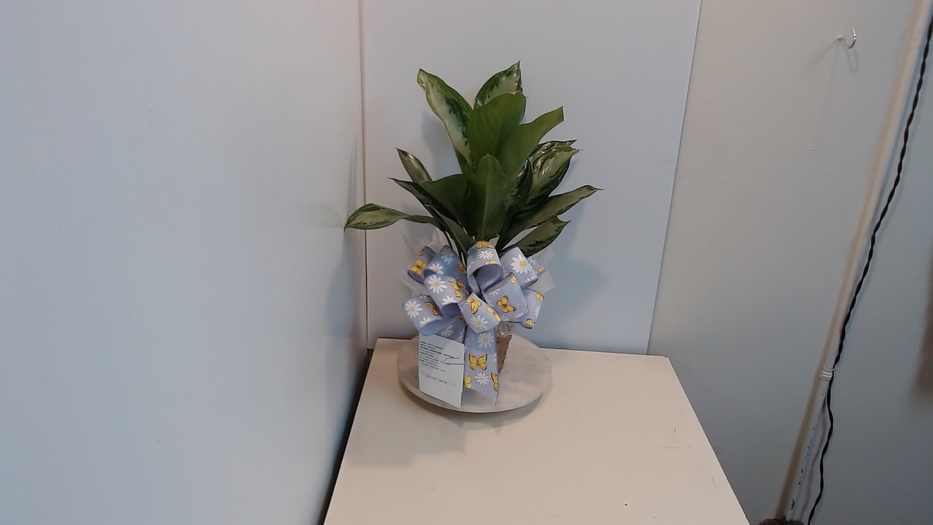 Chinese Evergreen Plant