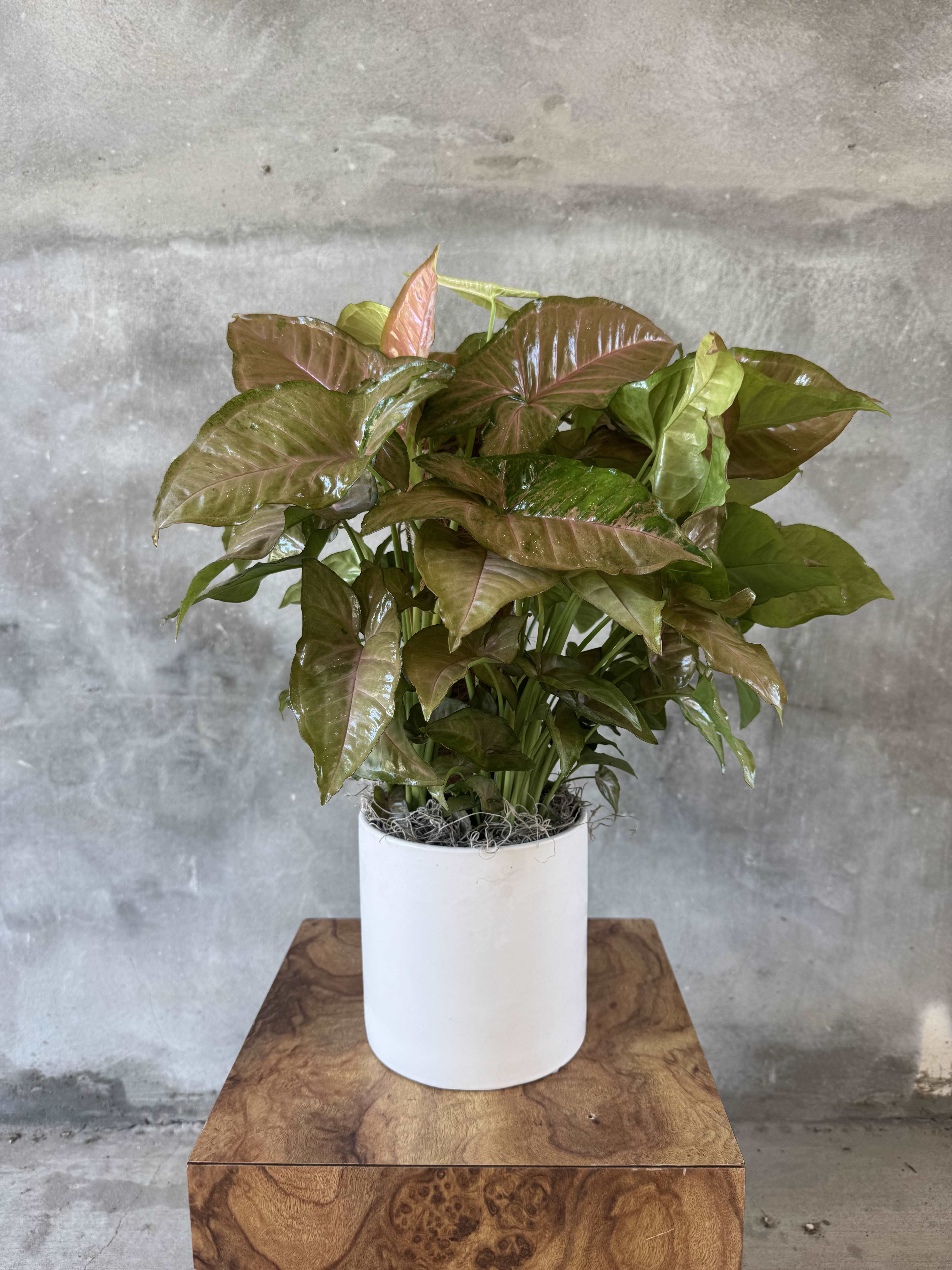 Arrowhead Plant by BloomNation™
