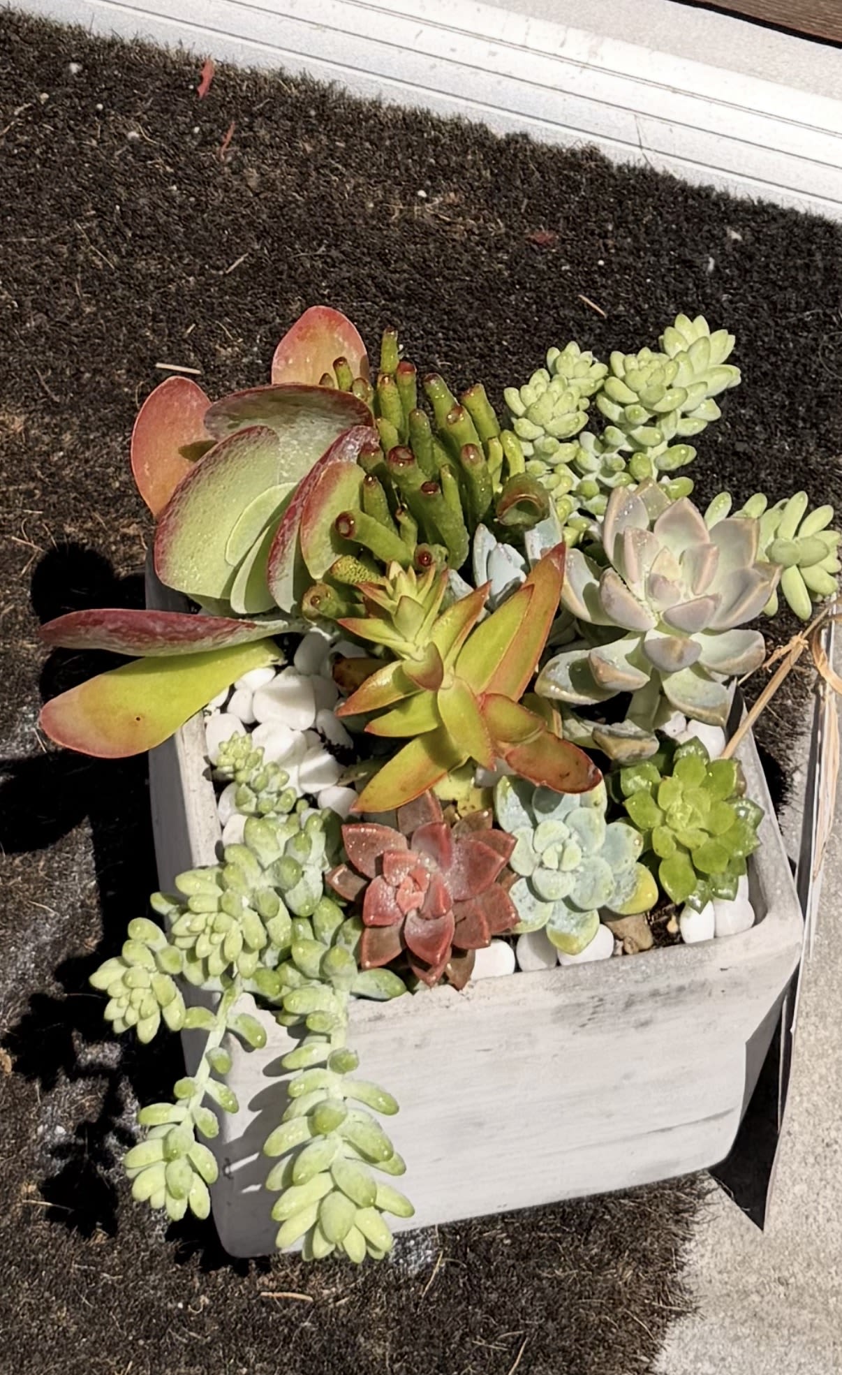 Succulents in Concrete Cube