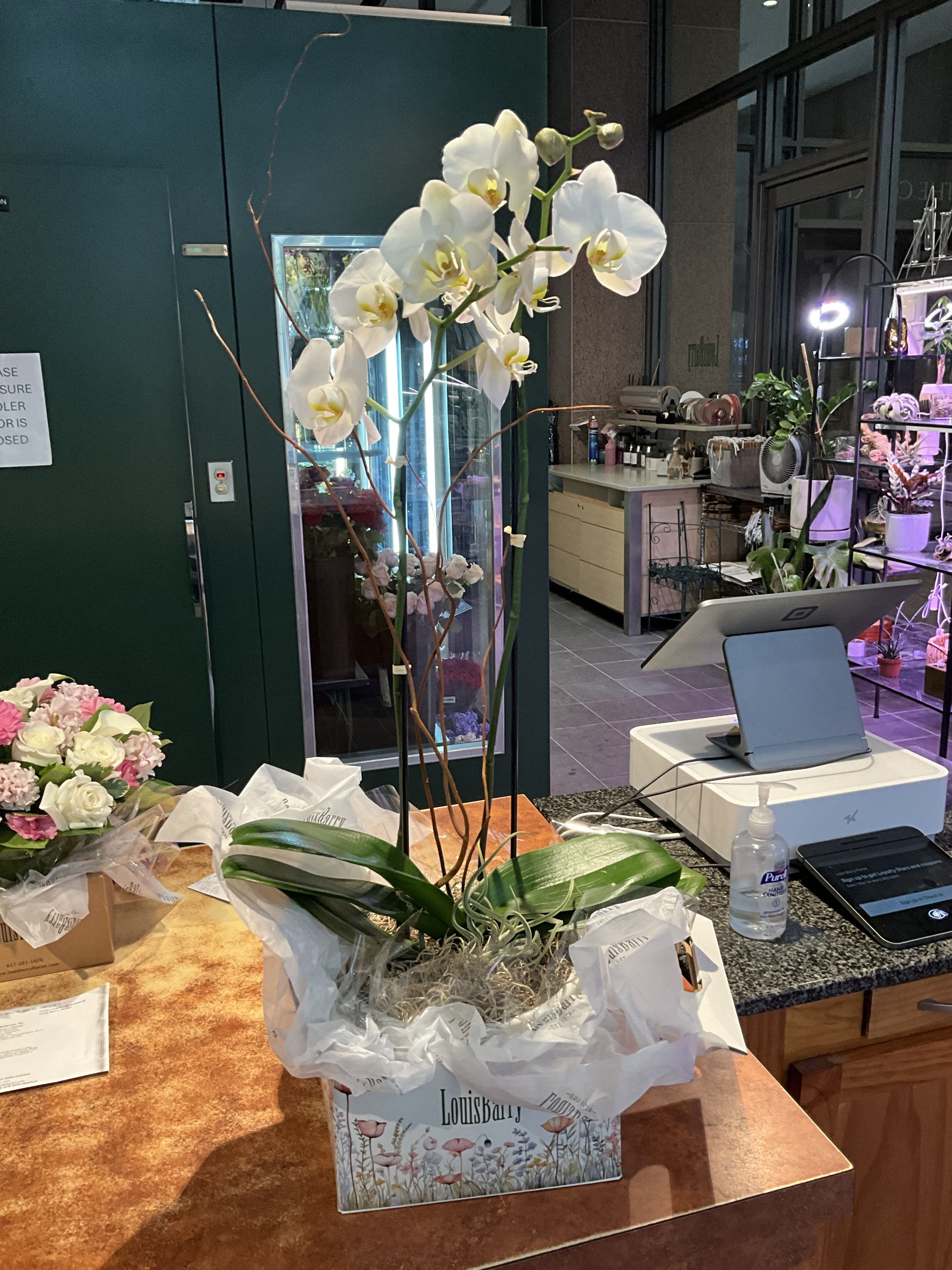 Orchid Sophistication